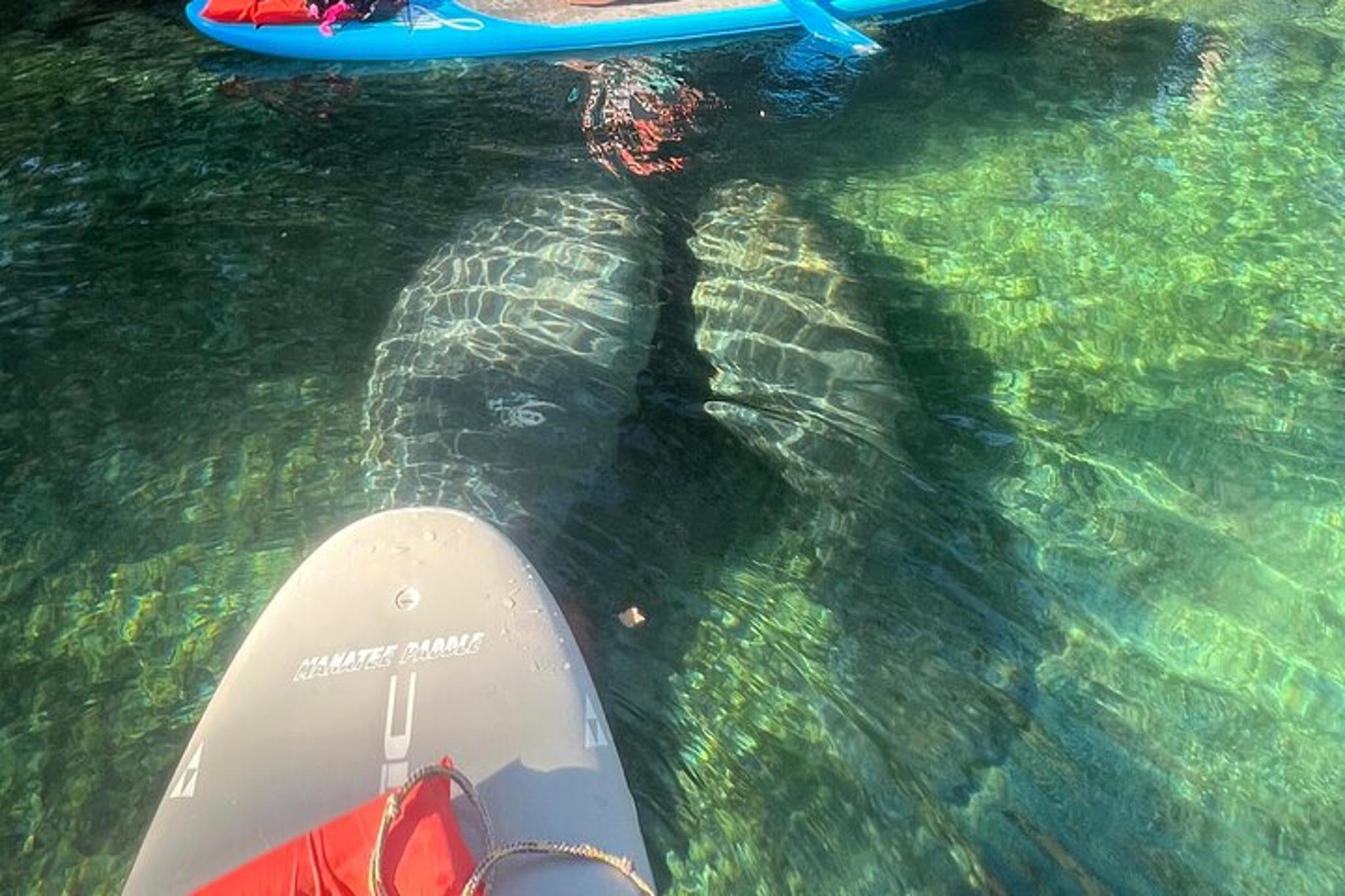 Crystal River Paddle Board Rental with Manatees 4 hr - Image 5