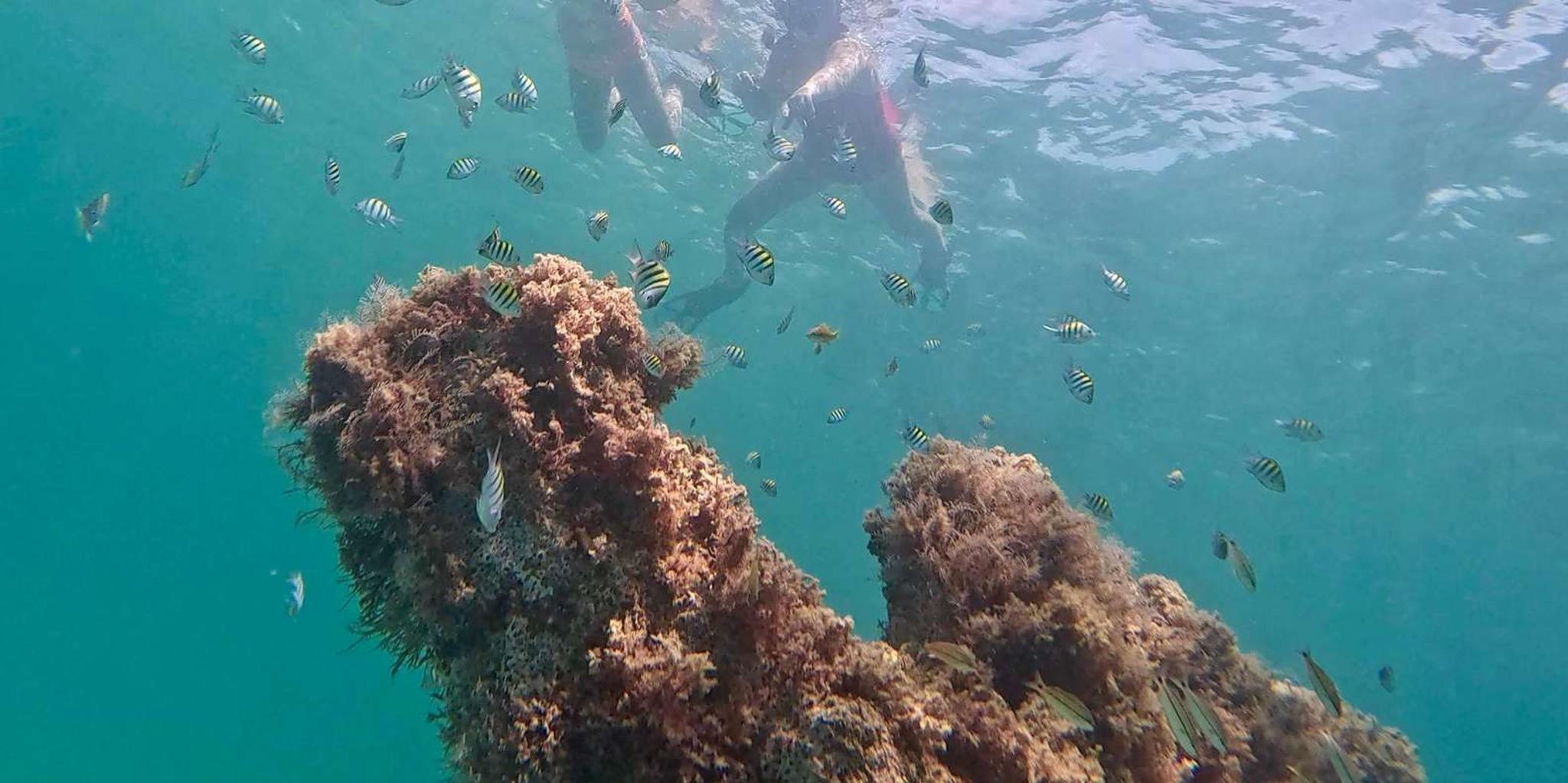 Fort Lauderdale Snorkel, Kayak & SUP Adventure - Image 3