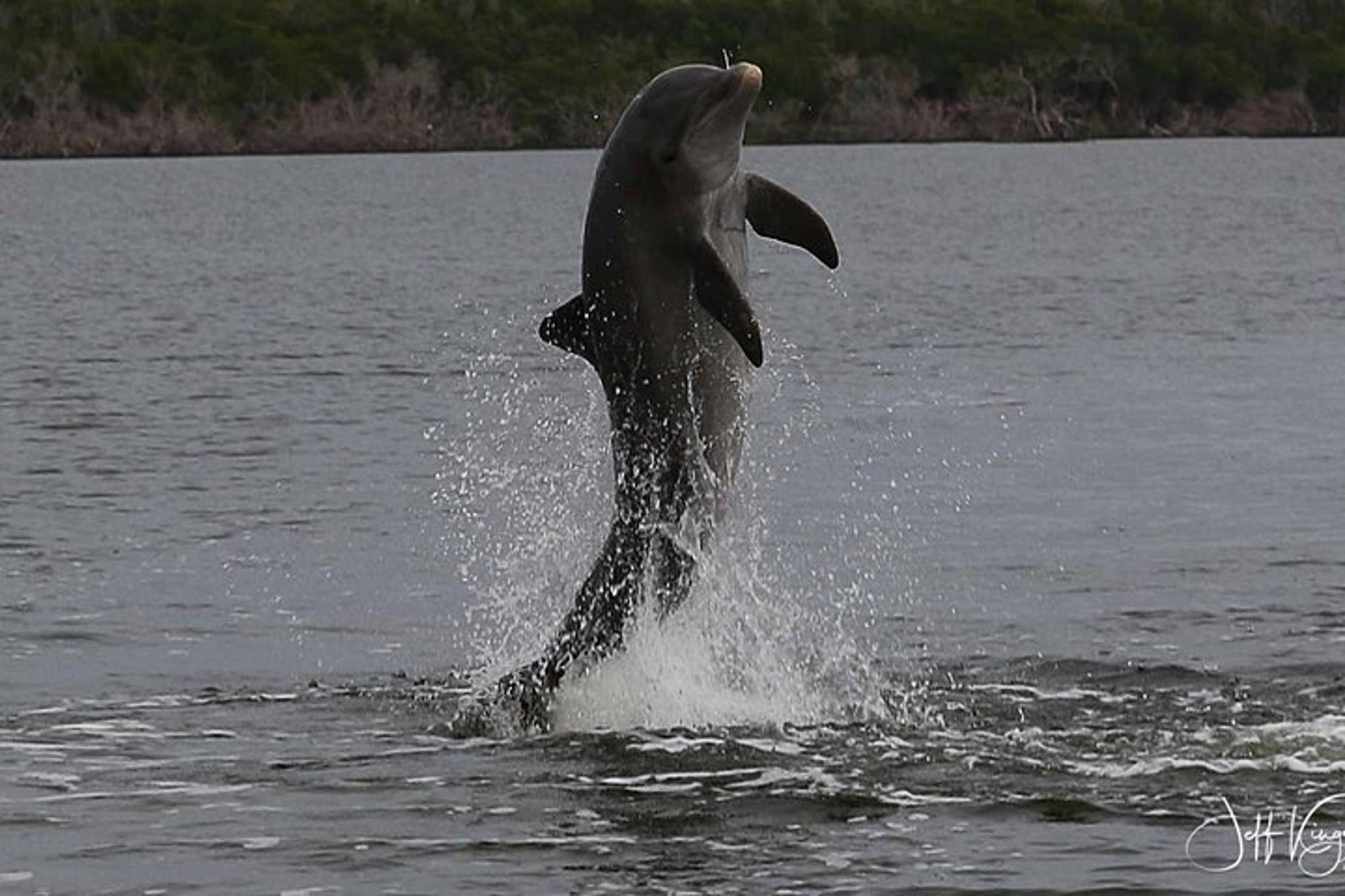 Everglades Dolphin, Manatee and Birding Boat Tour - Image 6