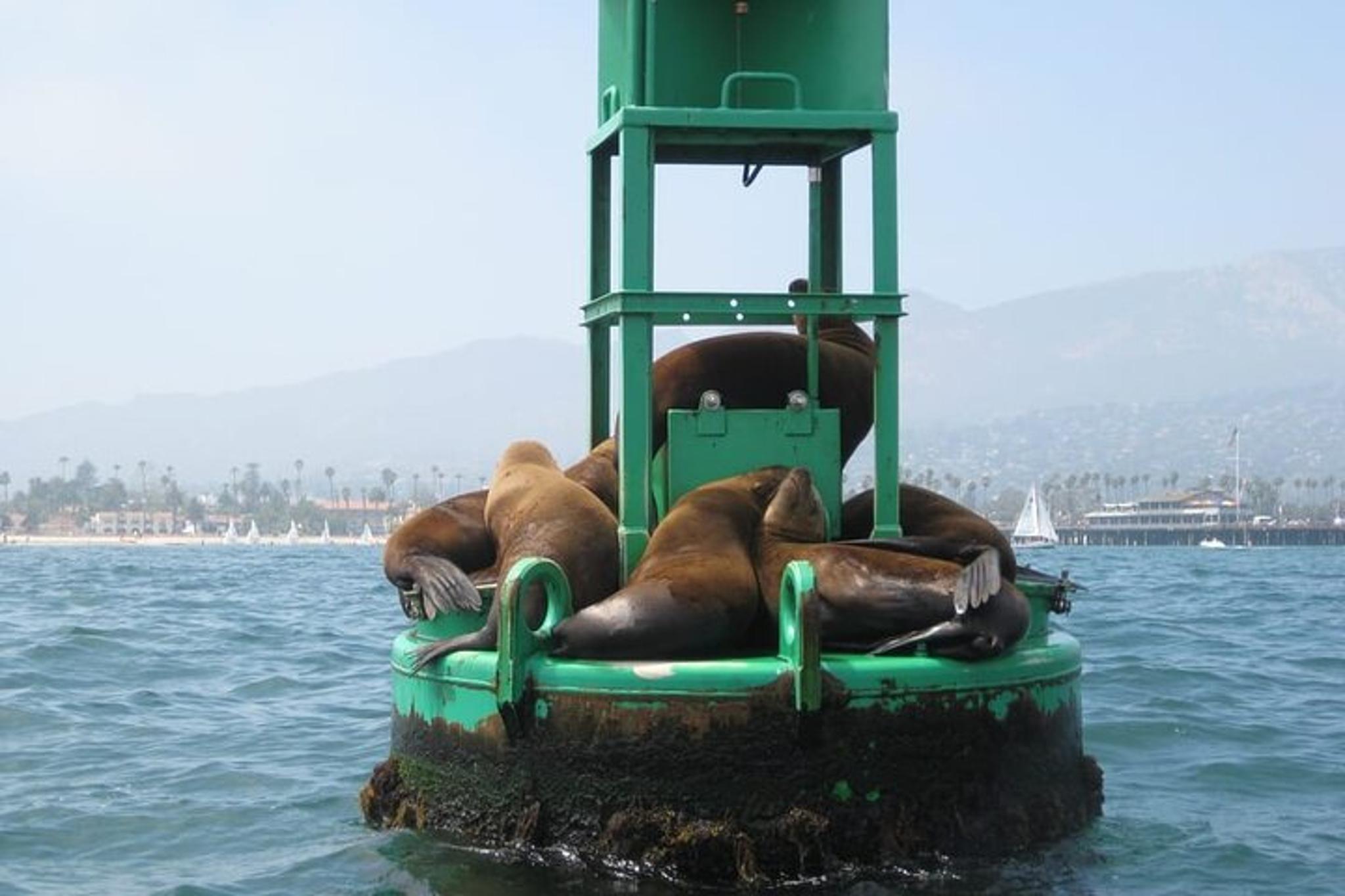 Santa Barbara Harbor Kayak Tour 75 min - Image 6