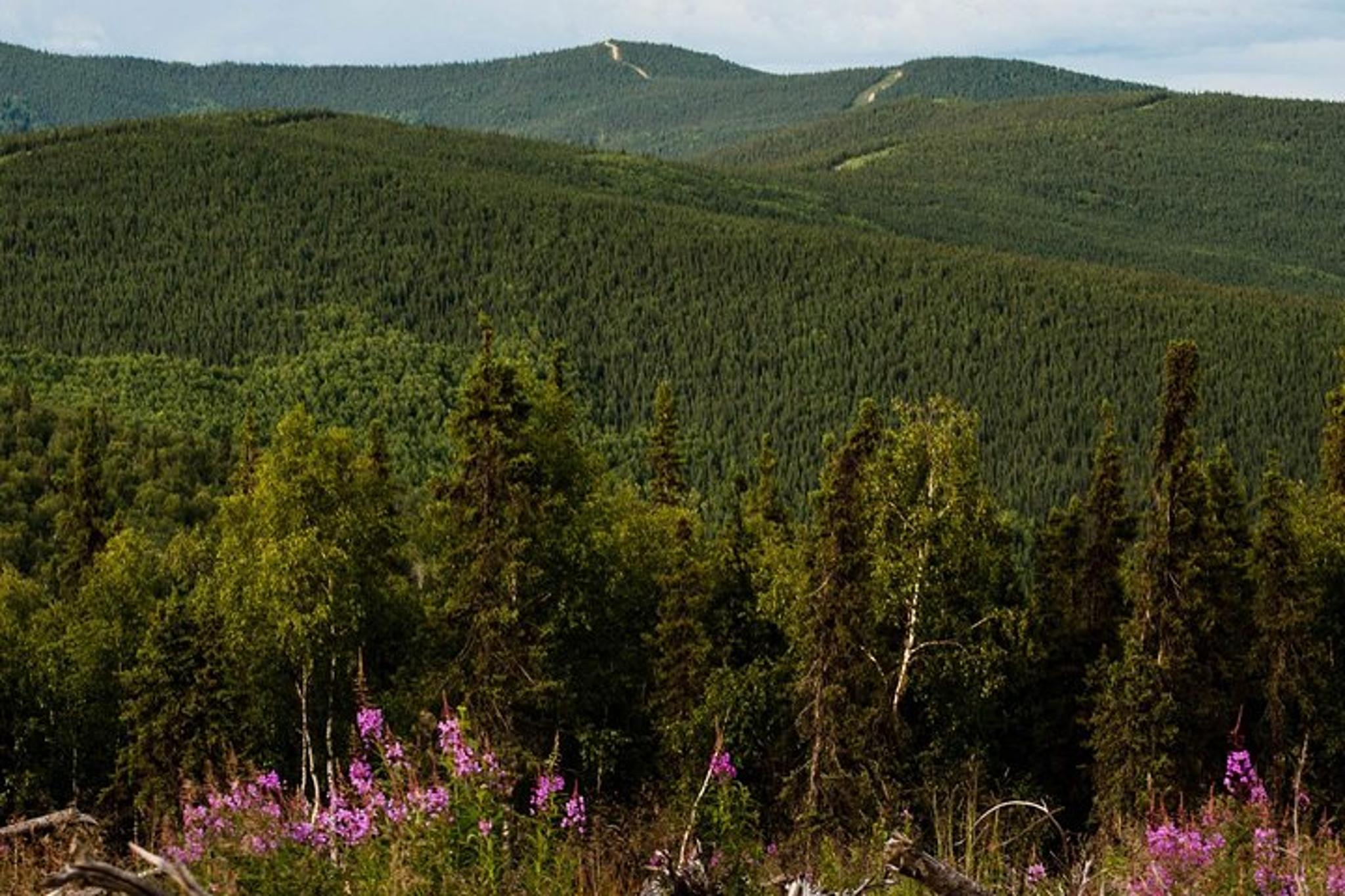 Fairbanks Side by Side Tour - Image 3