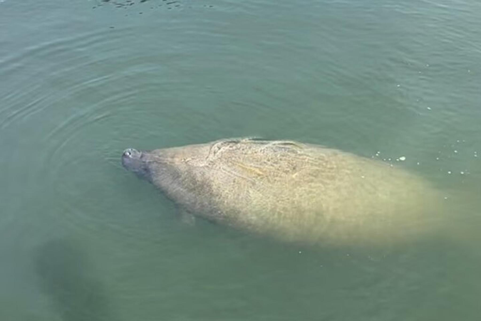 John's Pass Sandbar and Dolphin Cruise - Image 3