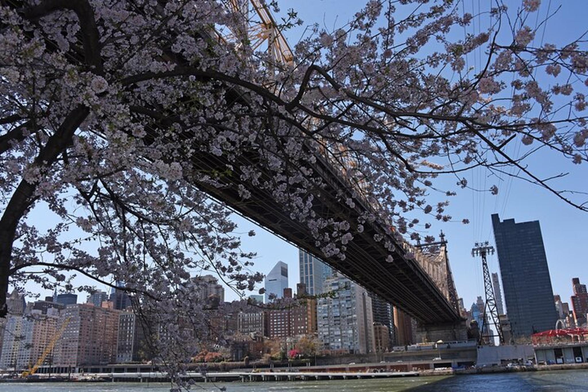 New York City Roosevelt Island Tour - Image 6