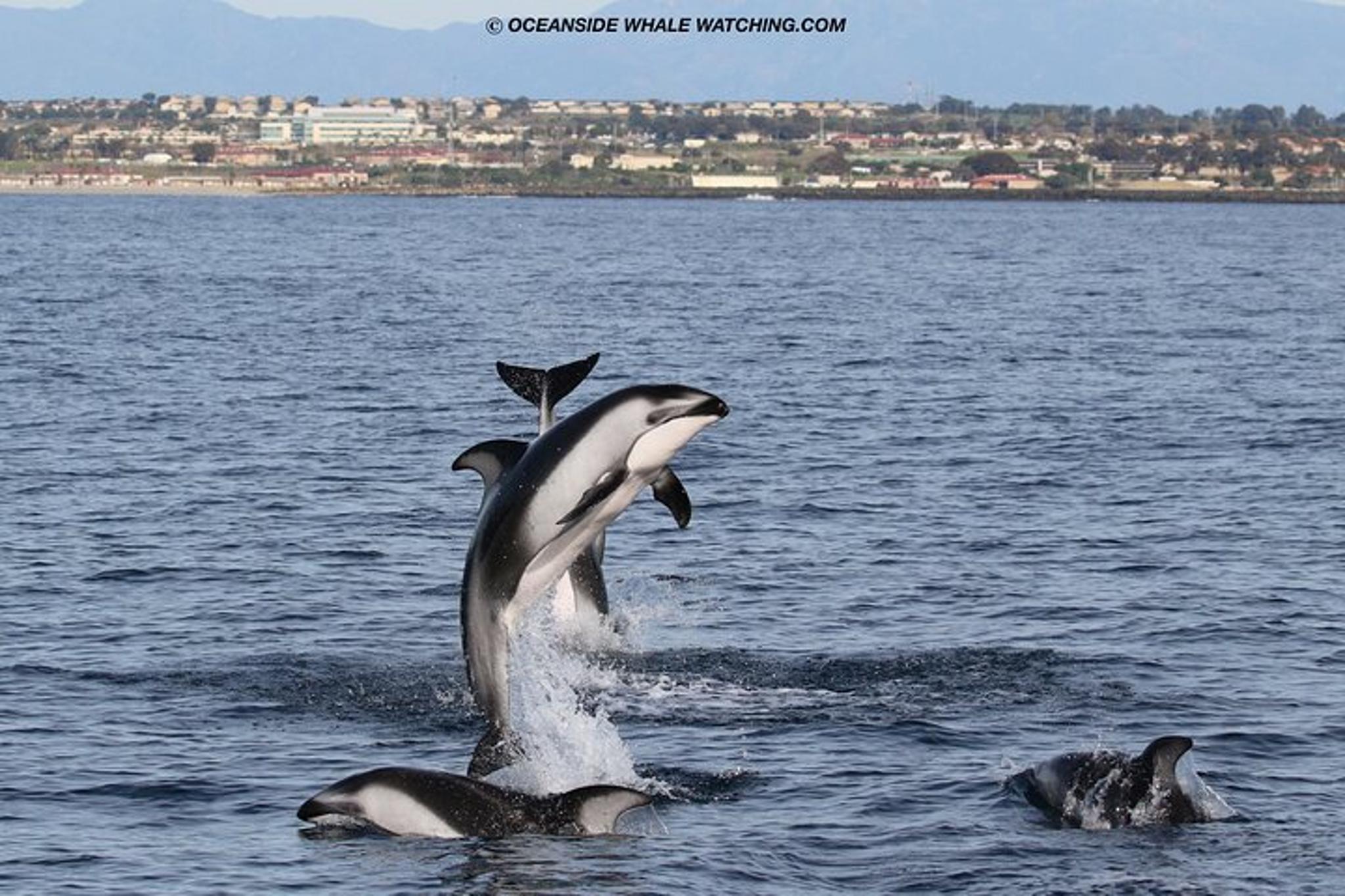 Oceanside Whale Watching Tour 2 hr - Image 5