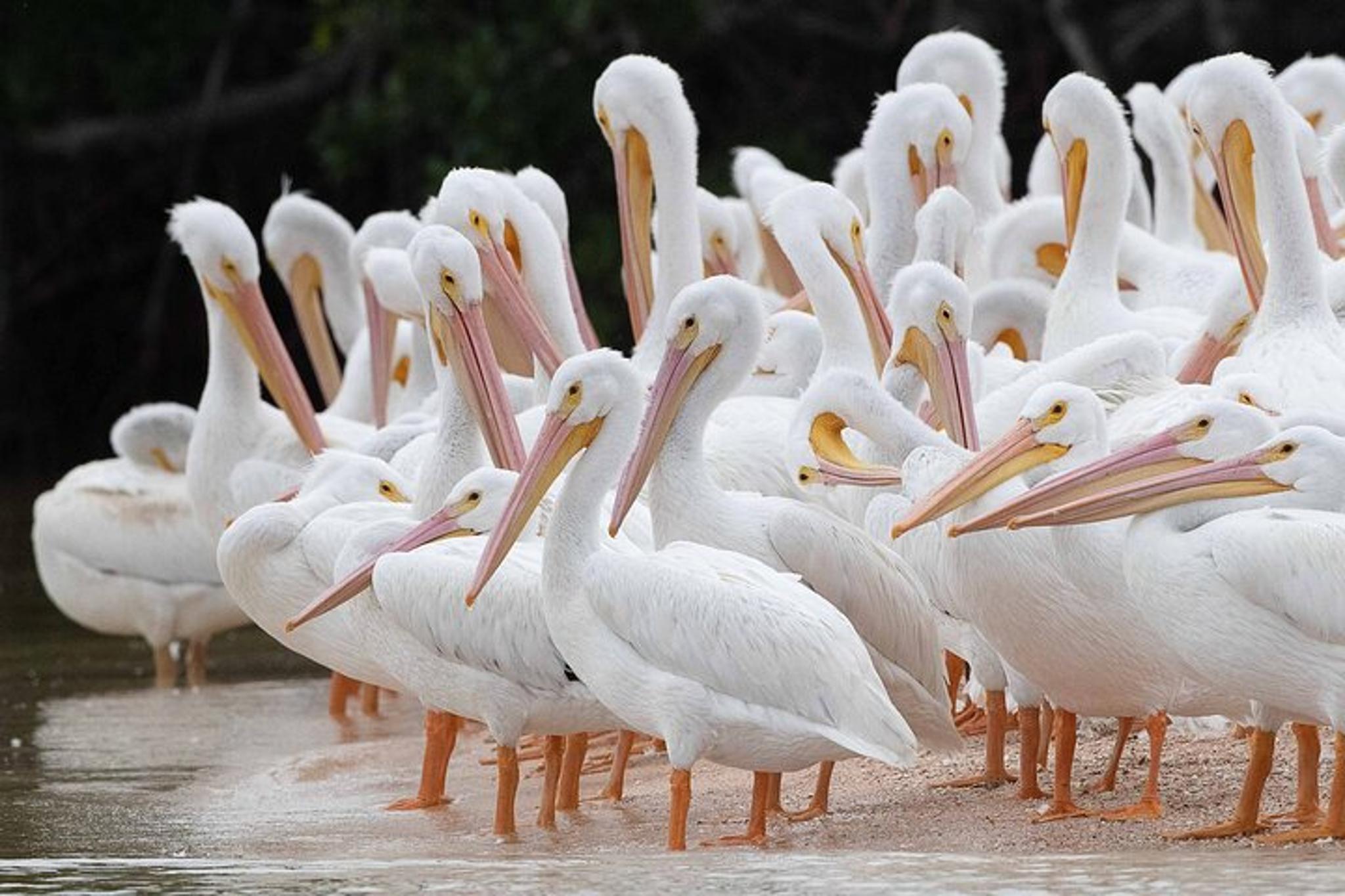 Everglades Birding, Dolphin, and Wildlife Boat Tour - Image 3