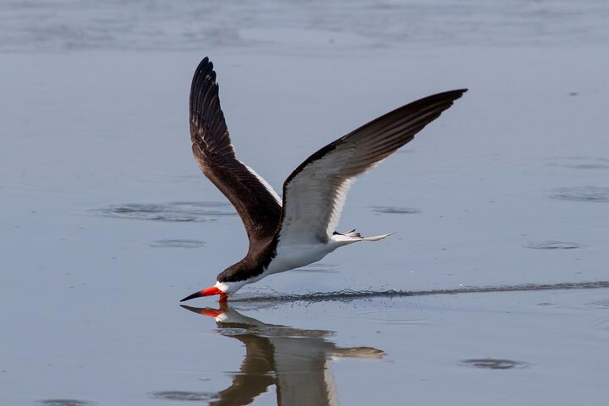 Cape May Birding and Wildlife Cruise - Image 2