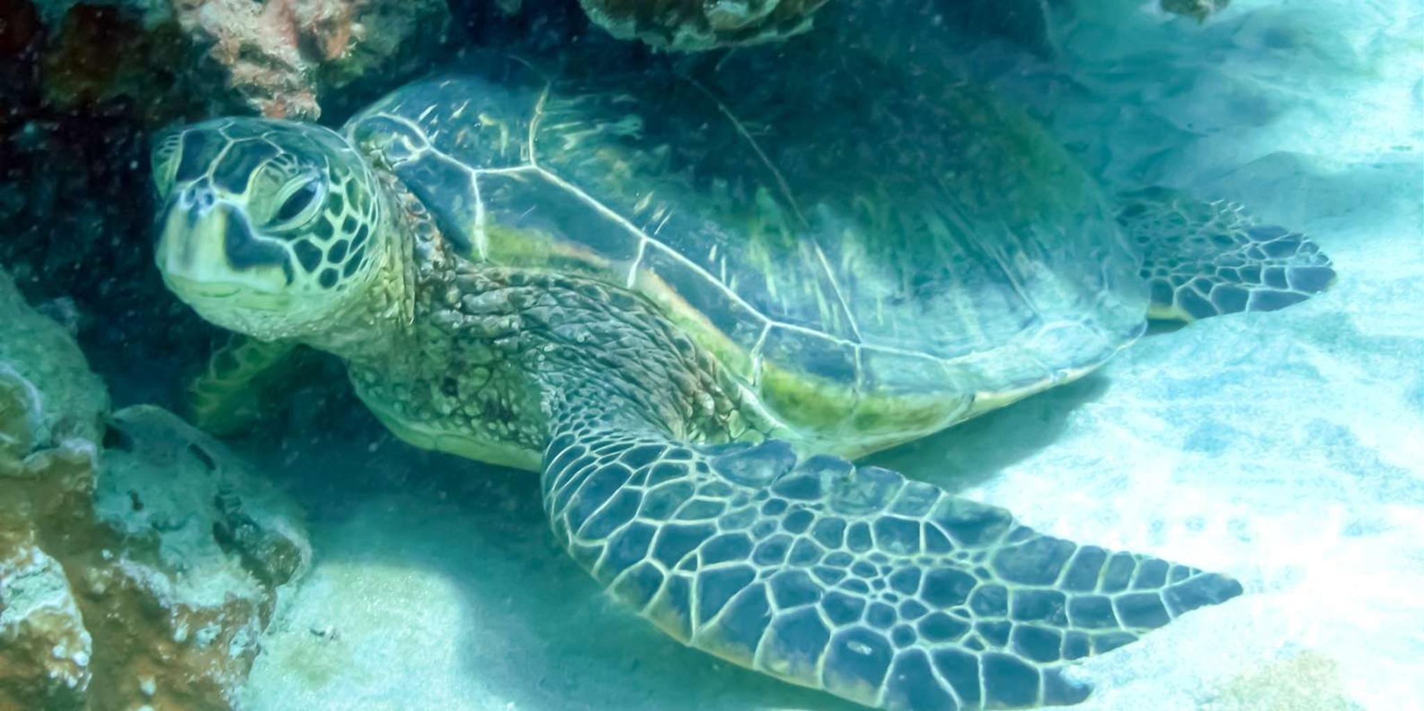 Maui Molokini & Turtle Town Snorkel Tour 5 hr - Image 5