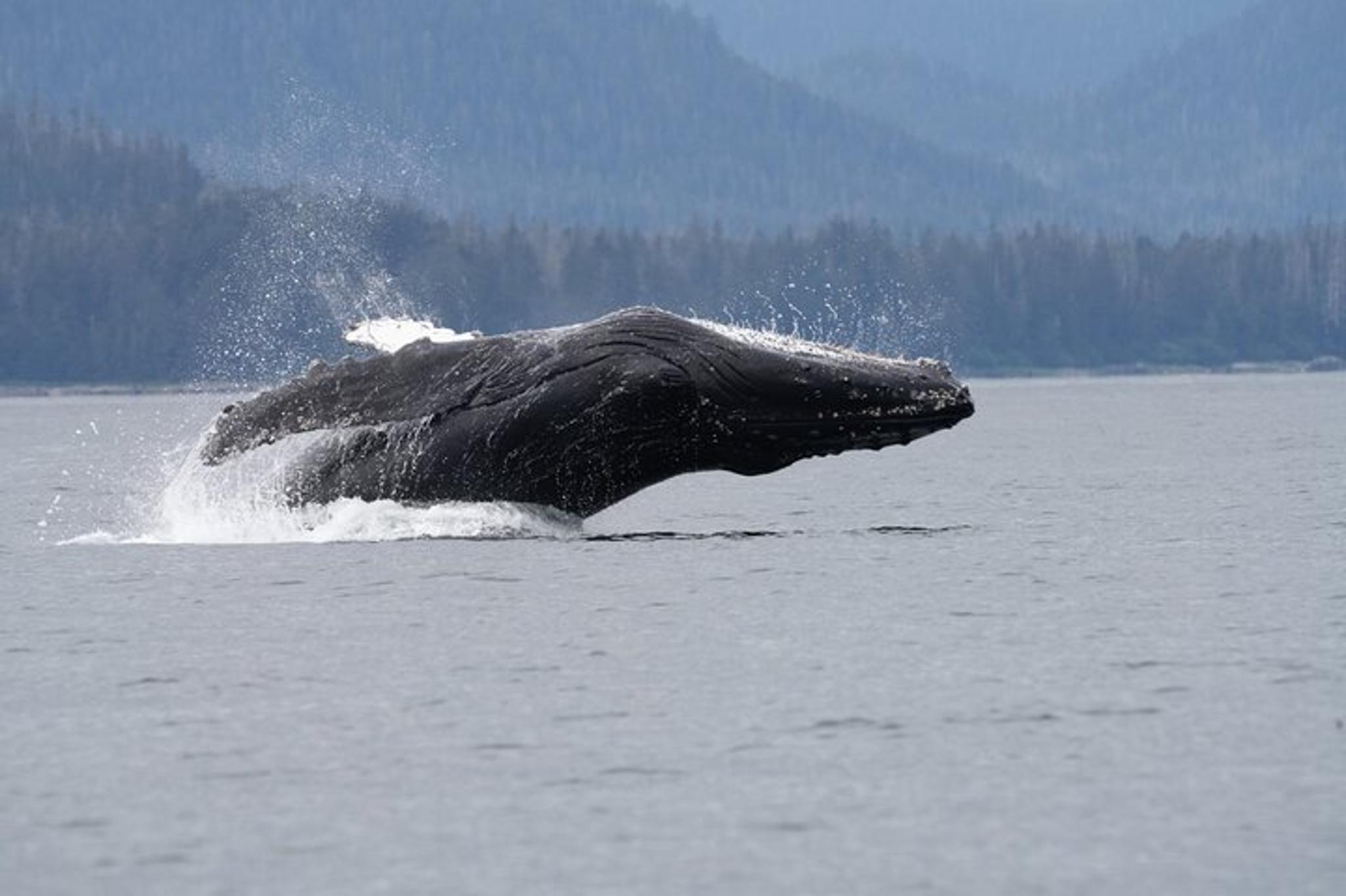 Sitka Whale Watching and Wildlife Tour - Image 5