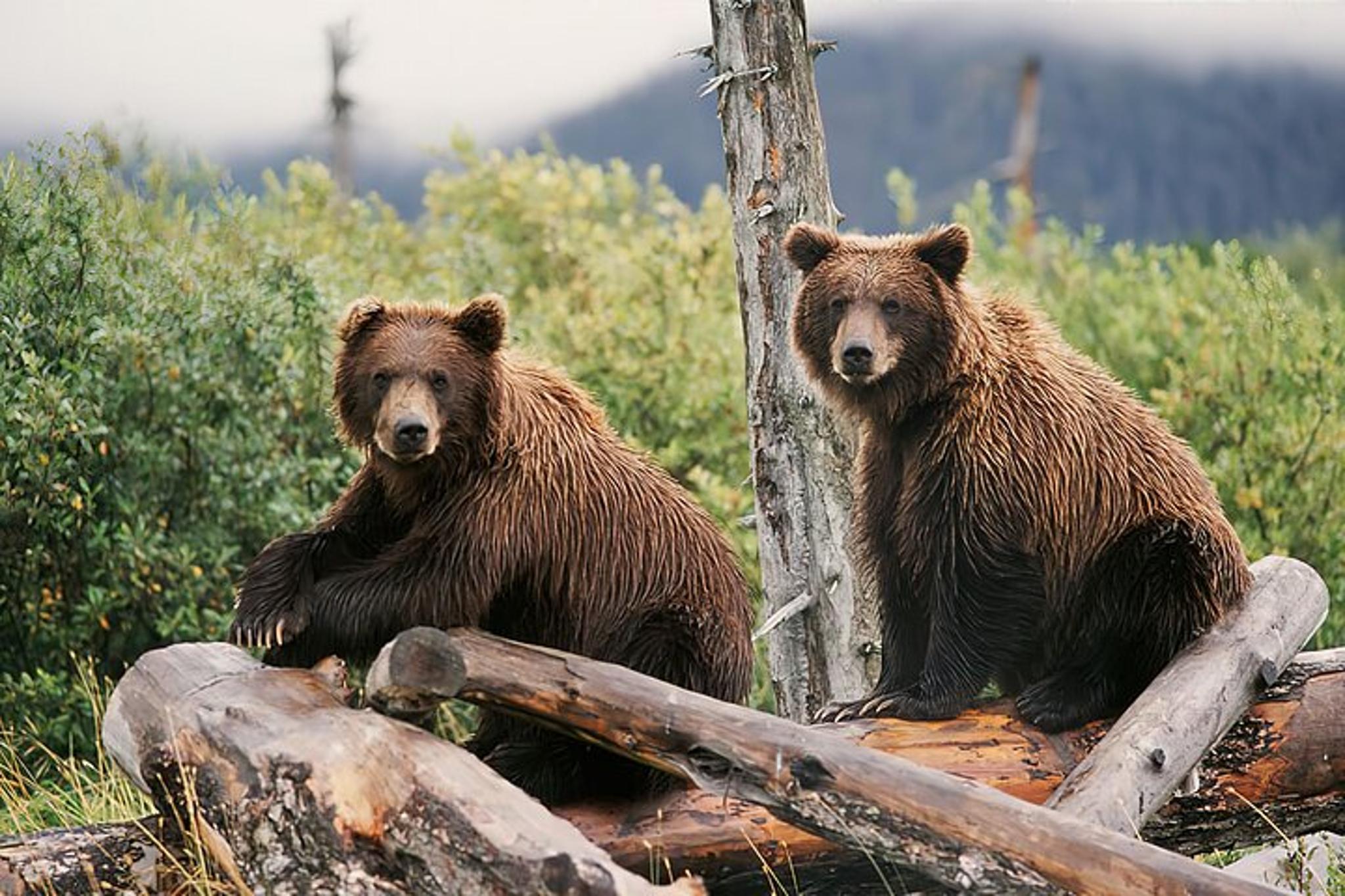Anchorage Turnagain Arm Private Full Day Tour - Image 3