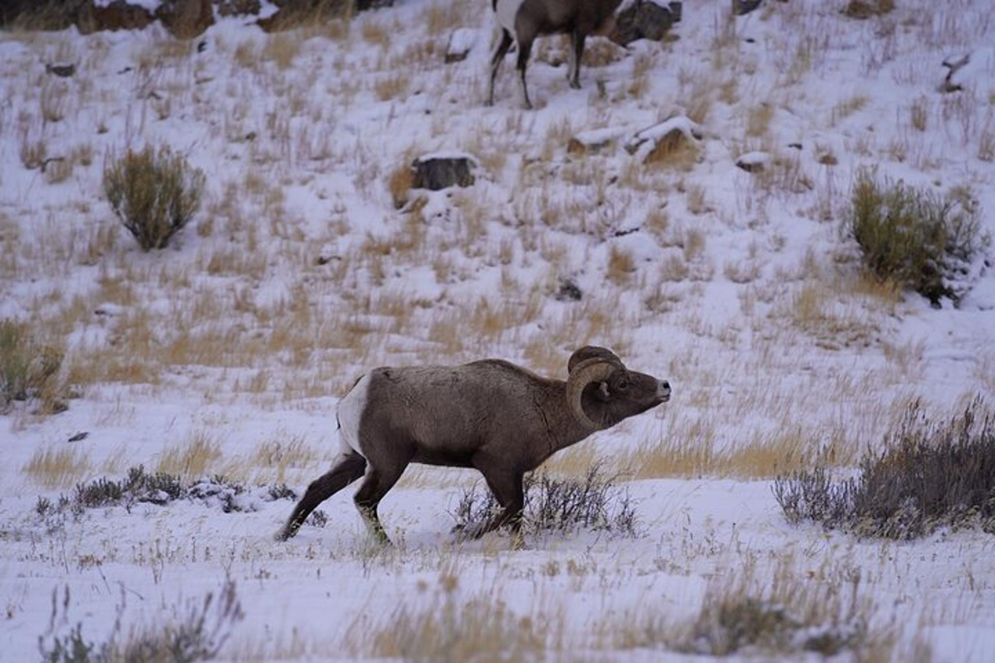 Jackson Hole Wildlife Tour in Grand Teton - Image 3