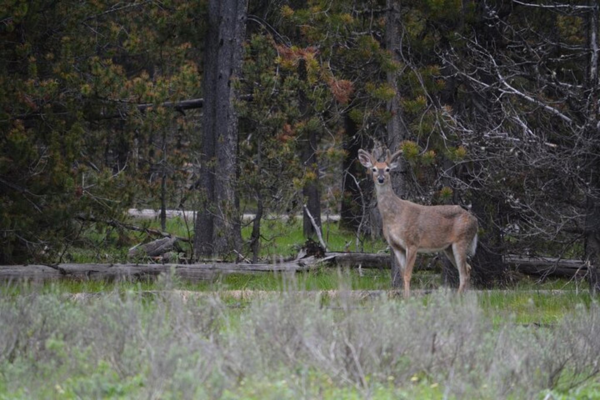 Yellowstone Hiking Adventure Full Day - Image 4