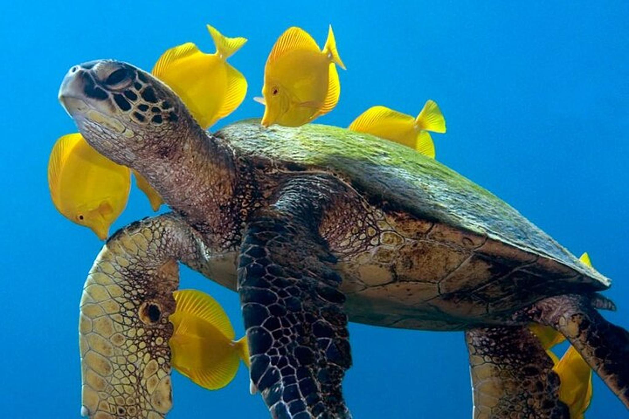 Kona Scuba Dive Boat Trip - Image 3