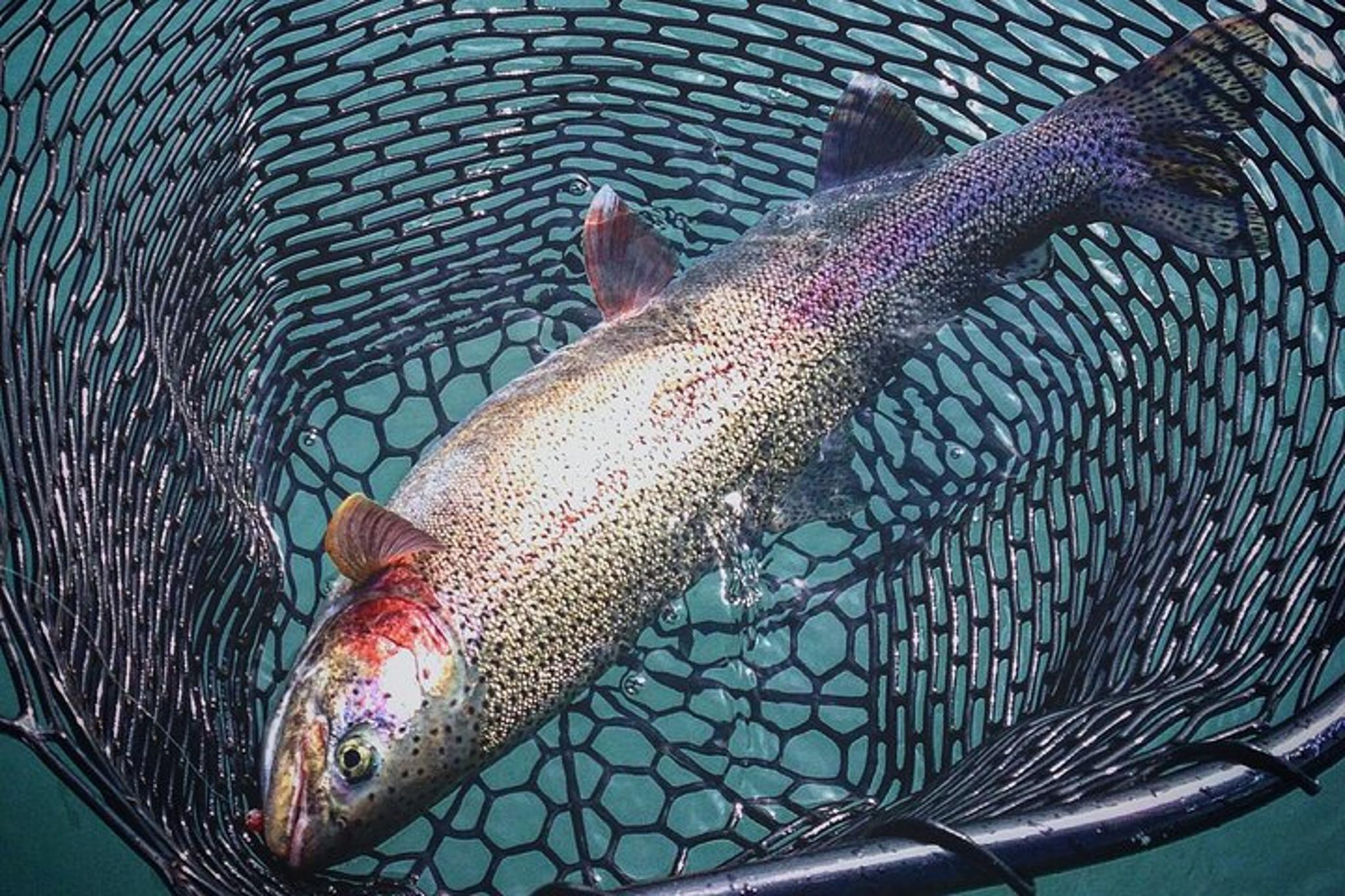 Kenai River Rainbow Trout Full Day Charter - Image 6