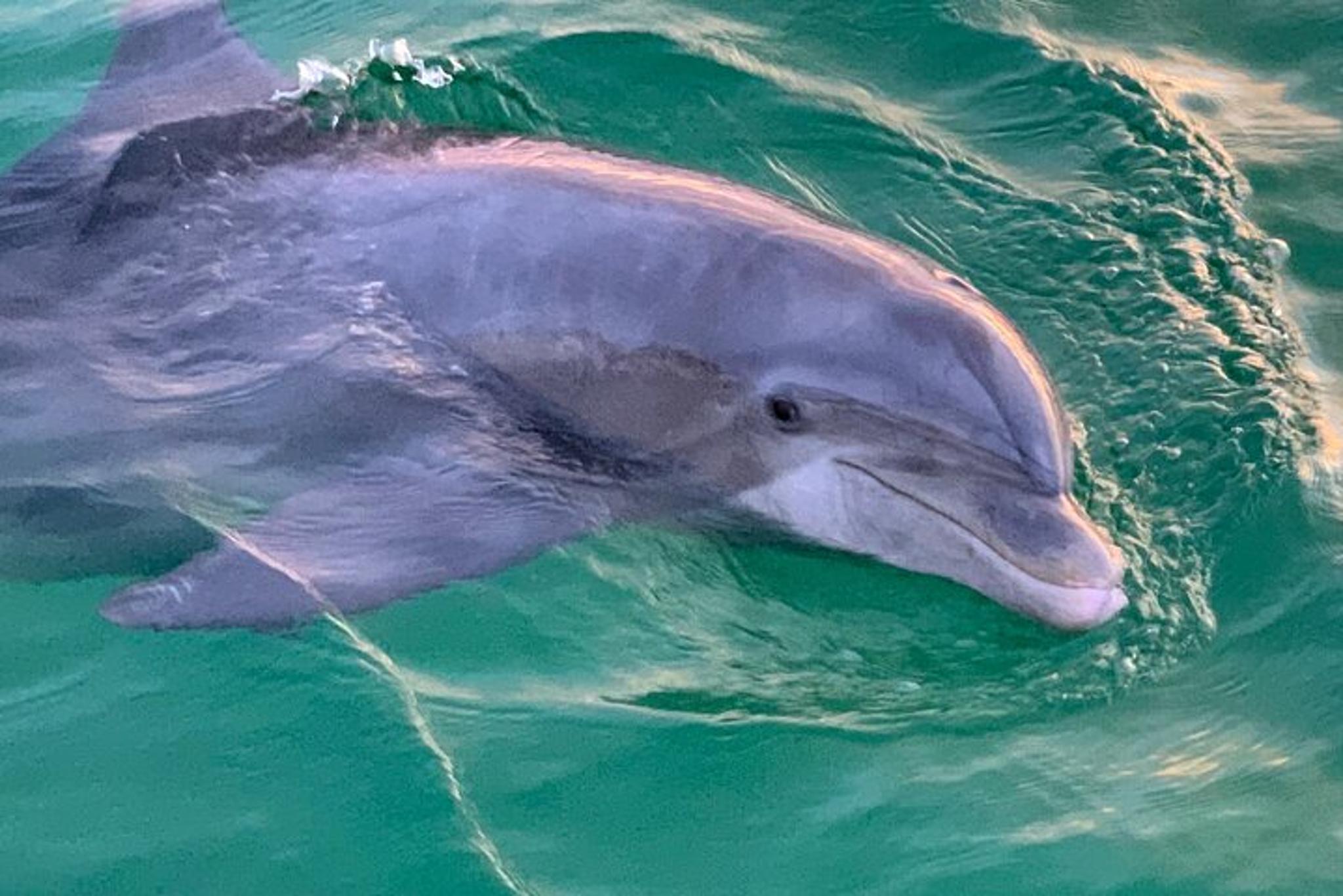 Panama City Beach Dolphin and Sightseeing Tour - Image 6