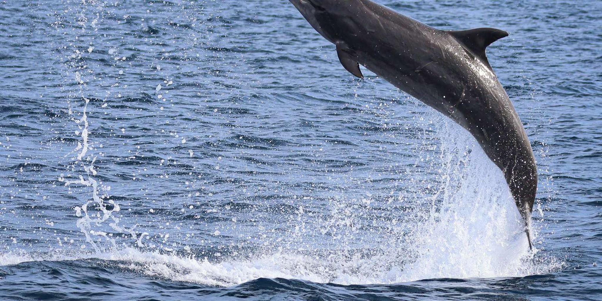 Newport Beach Whale-Watching Cruise