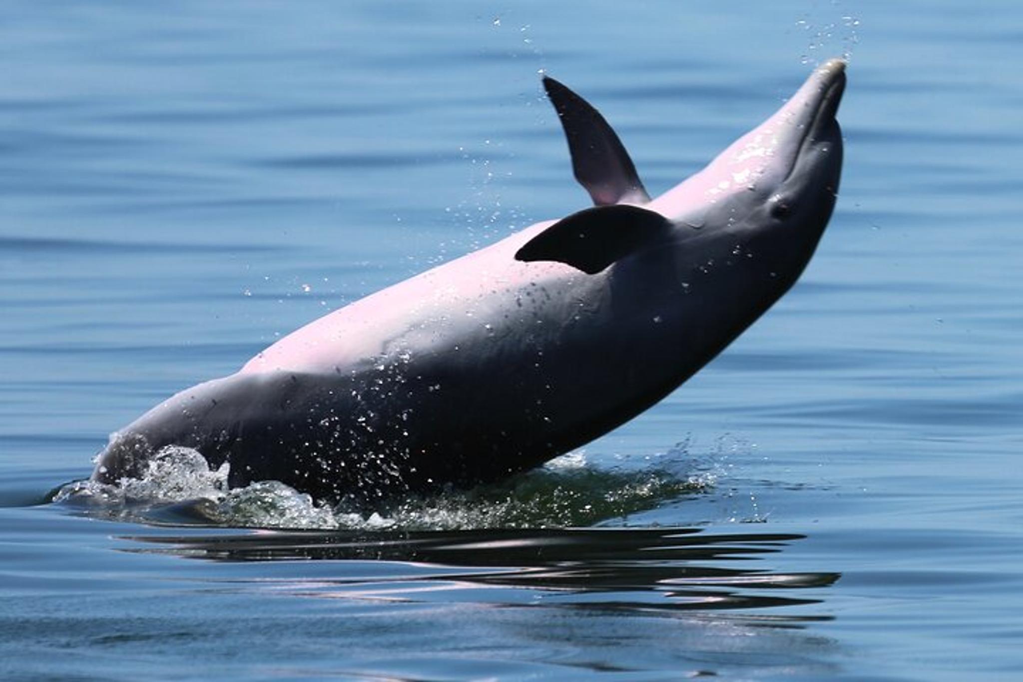 Pensacola Dolphin Cruise and Bay Tour 2 hr - Image 6