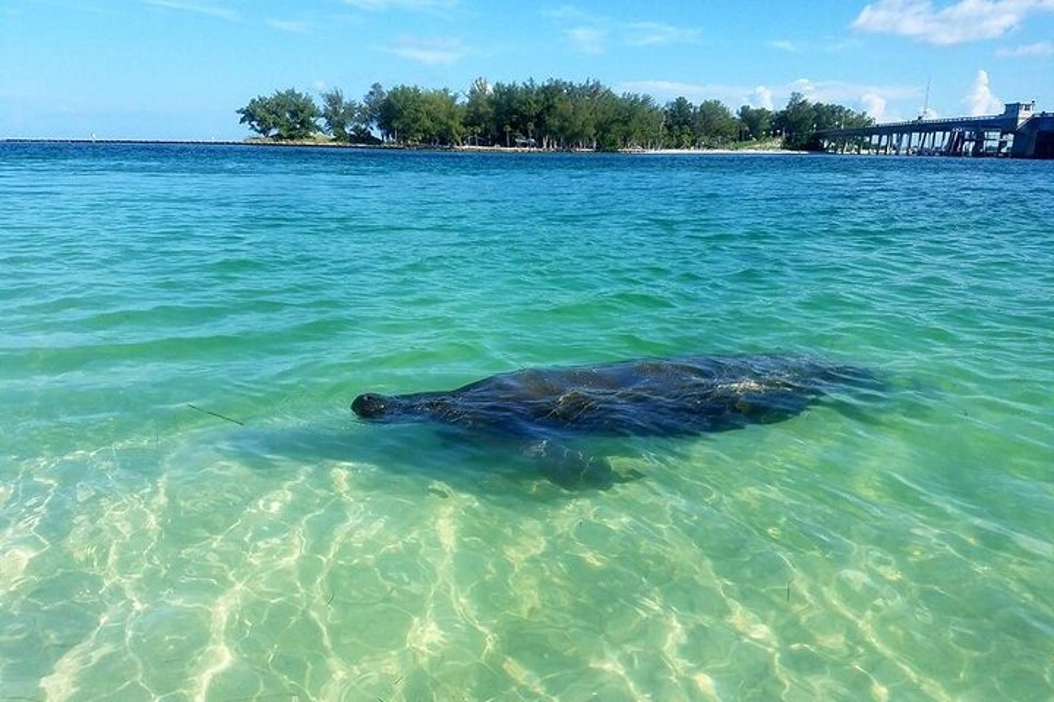 Sarasota Bay Kayaking Tour with Coastal Wildlife - Image 3