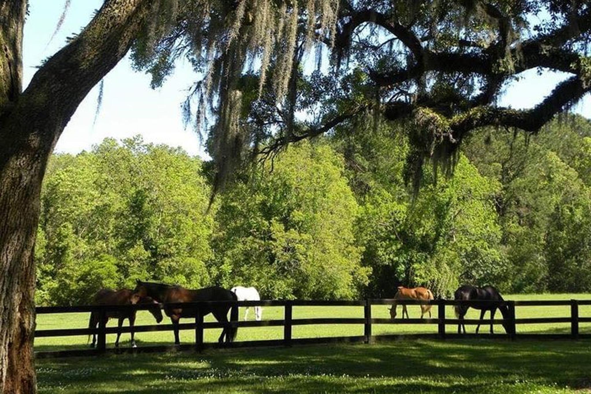 Charleston Plantation Tour at Boone Hall - Image 3