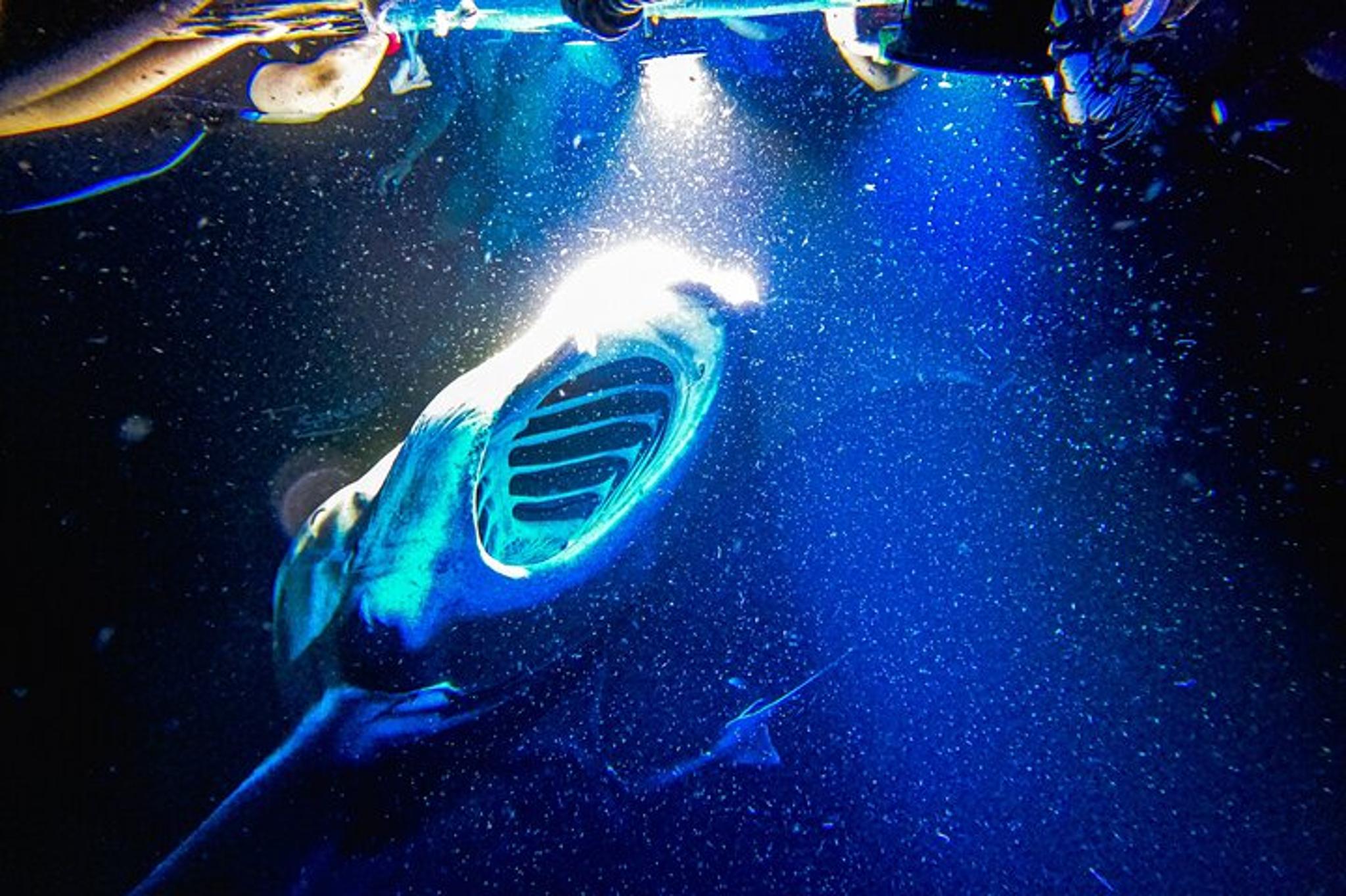 Kona Manta Ray Snorkel Tour - Image 3