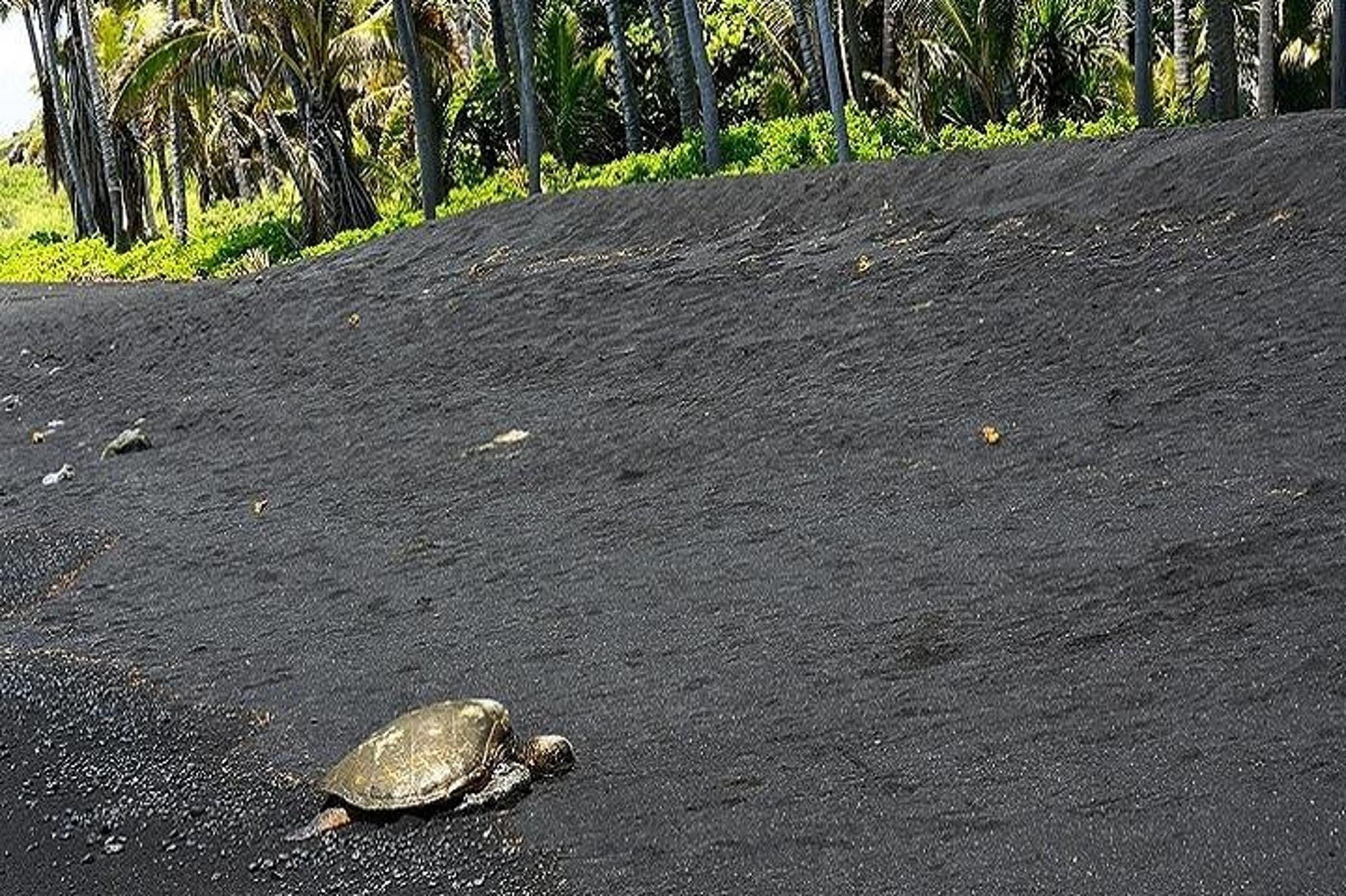 Oahu Volcanoes National Park Experience - Image 3