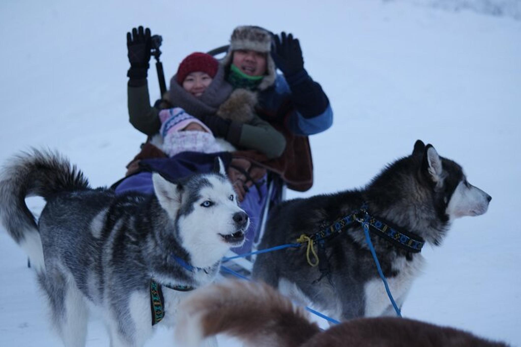 Fairbanks Dog Sledding with Free Photo 90 min - Image 5