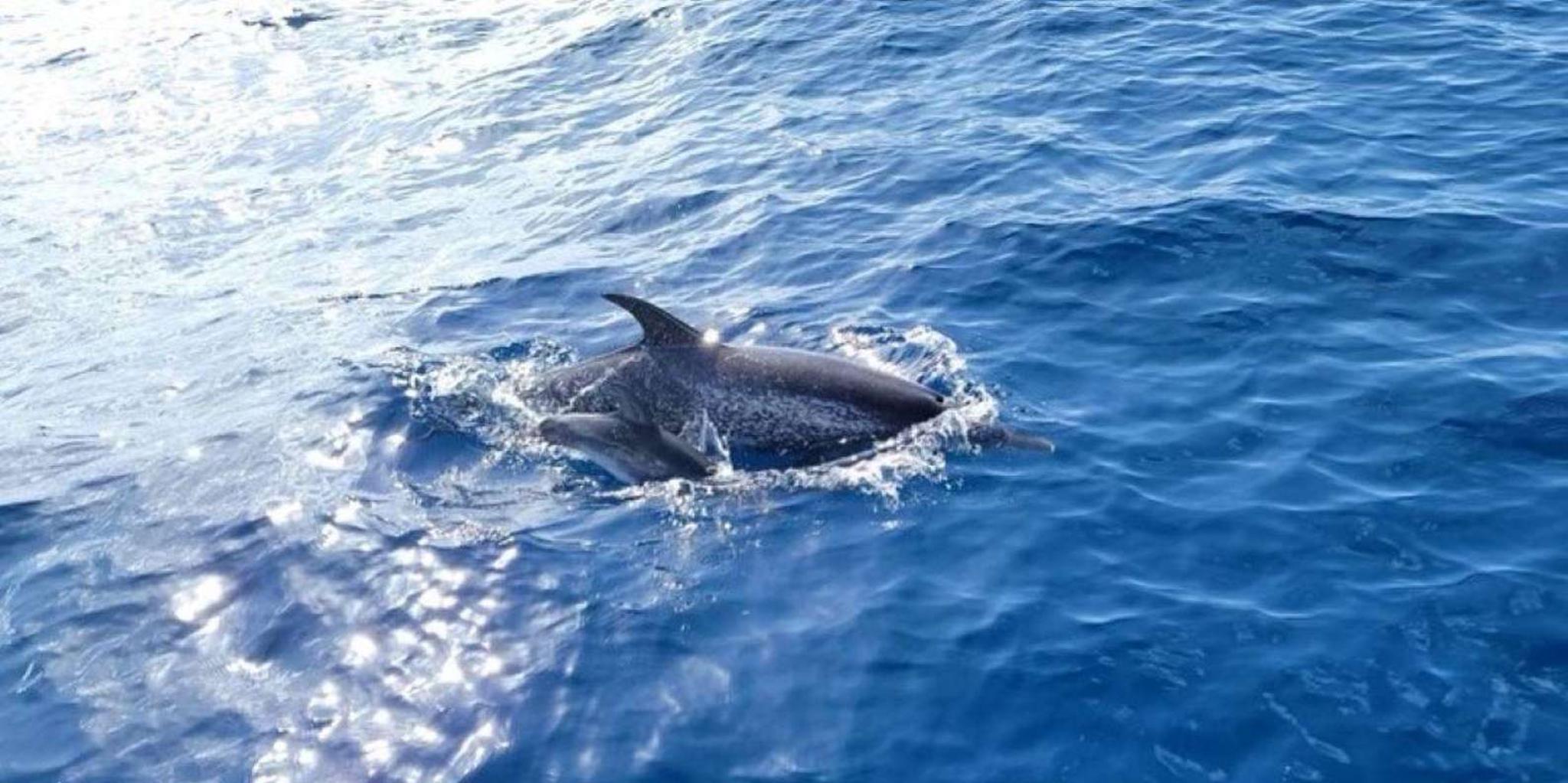 Port Aransas Dolphin Watch Boat Tour - Image 3