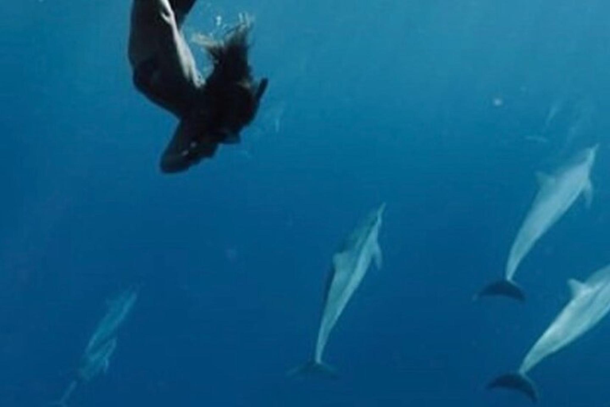 Kaanapali Whale Watching and Dolphin Search Private Charter - Image 3