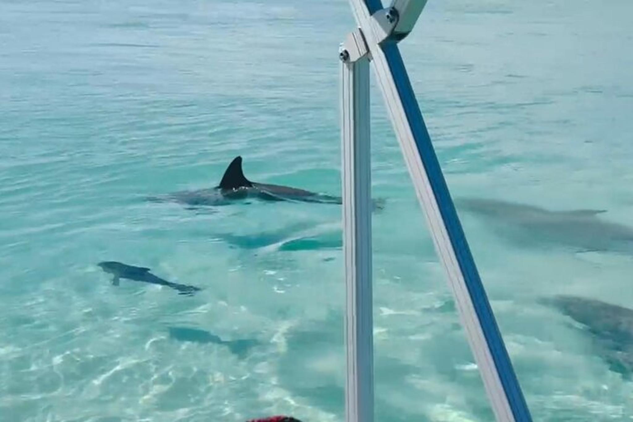Destin Harbor Boat Ride and Dolphin Watching
