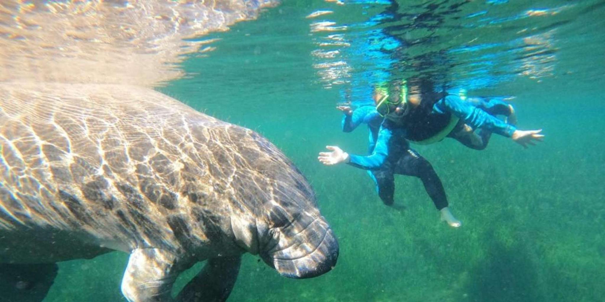 Crystal River Kayak and Swim with Manatees Tour 2.5 hr - Image 2