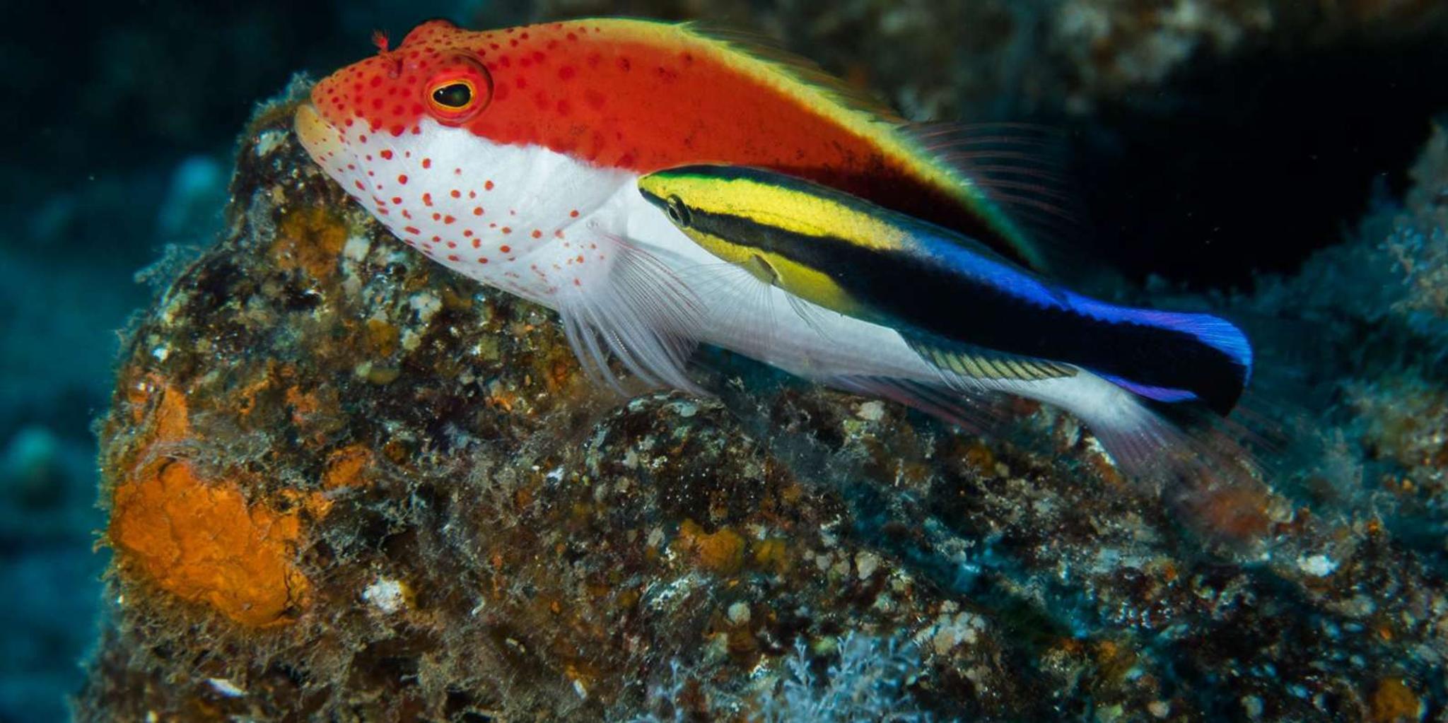 Lahaina Shore Diving Experience - Image 6