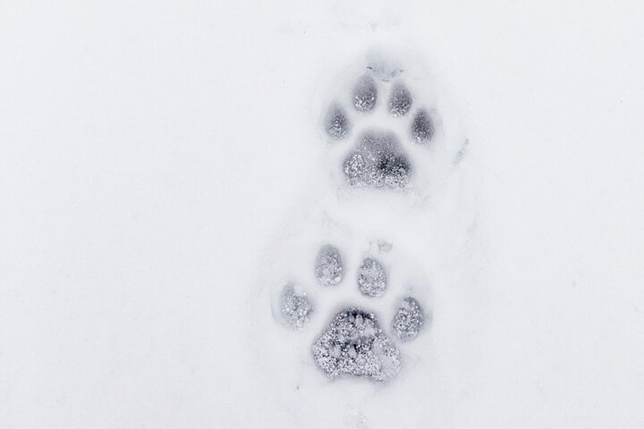 Yellowstone Winter Adventure - Image 6