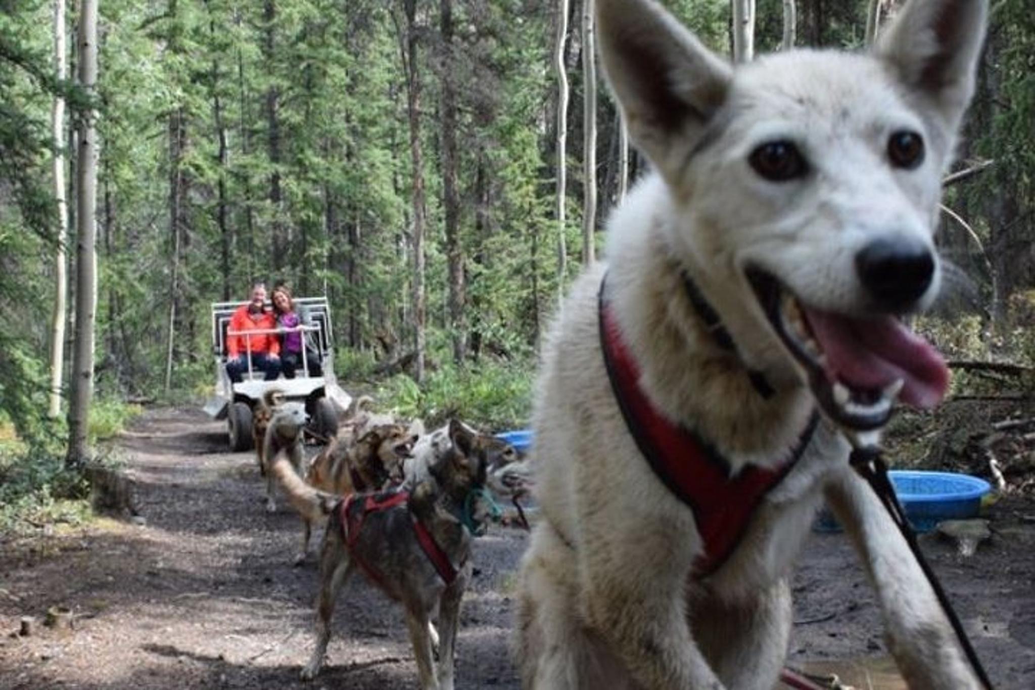 Skagway Yukon Dog Sledding and Sightseeing Tour - Image 5