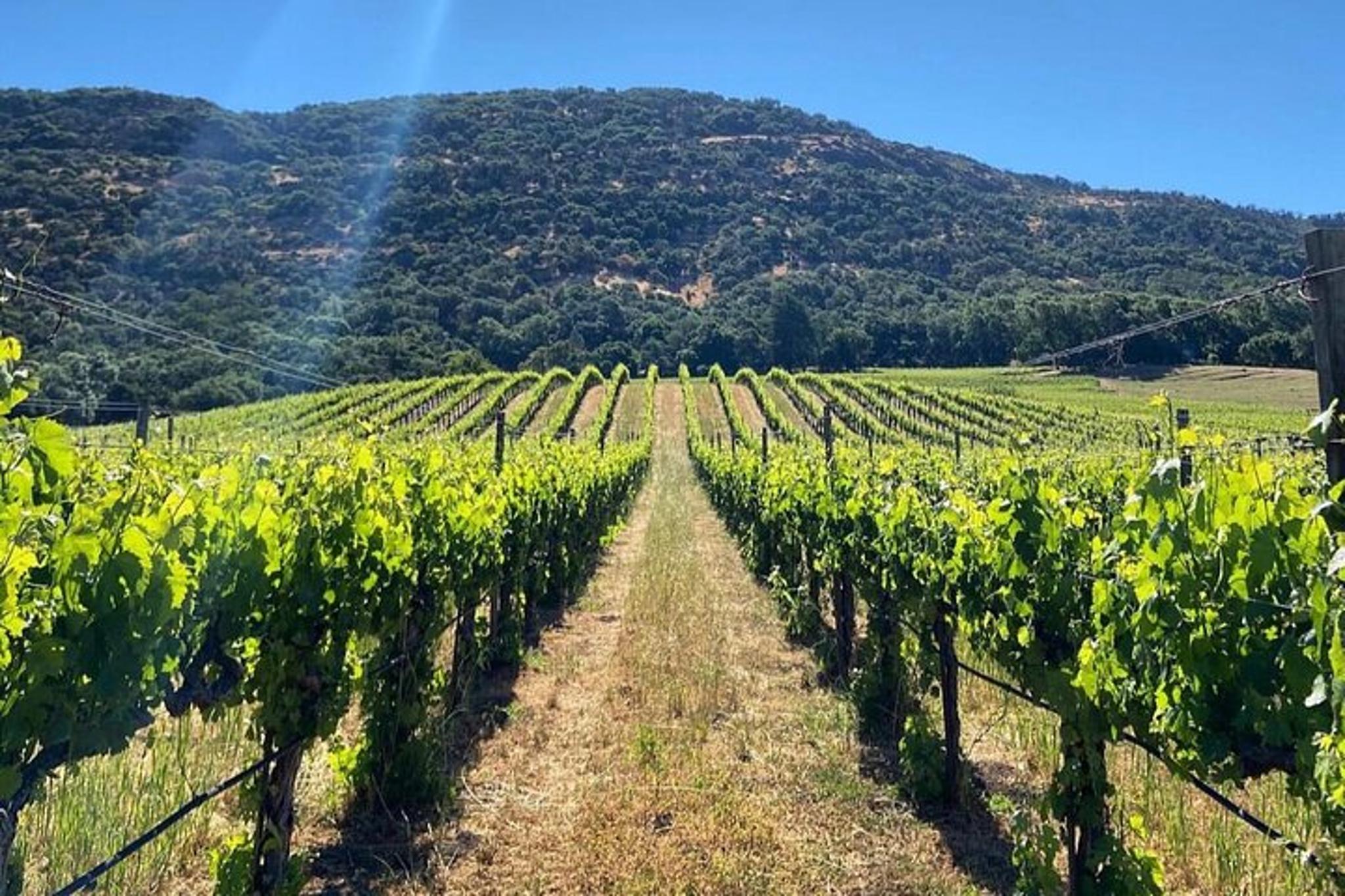 Sonoma Wine Tour in Small Group - Image 5