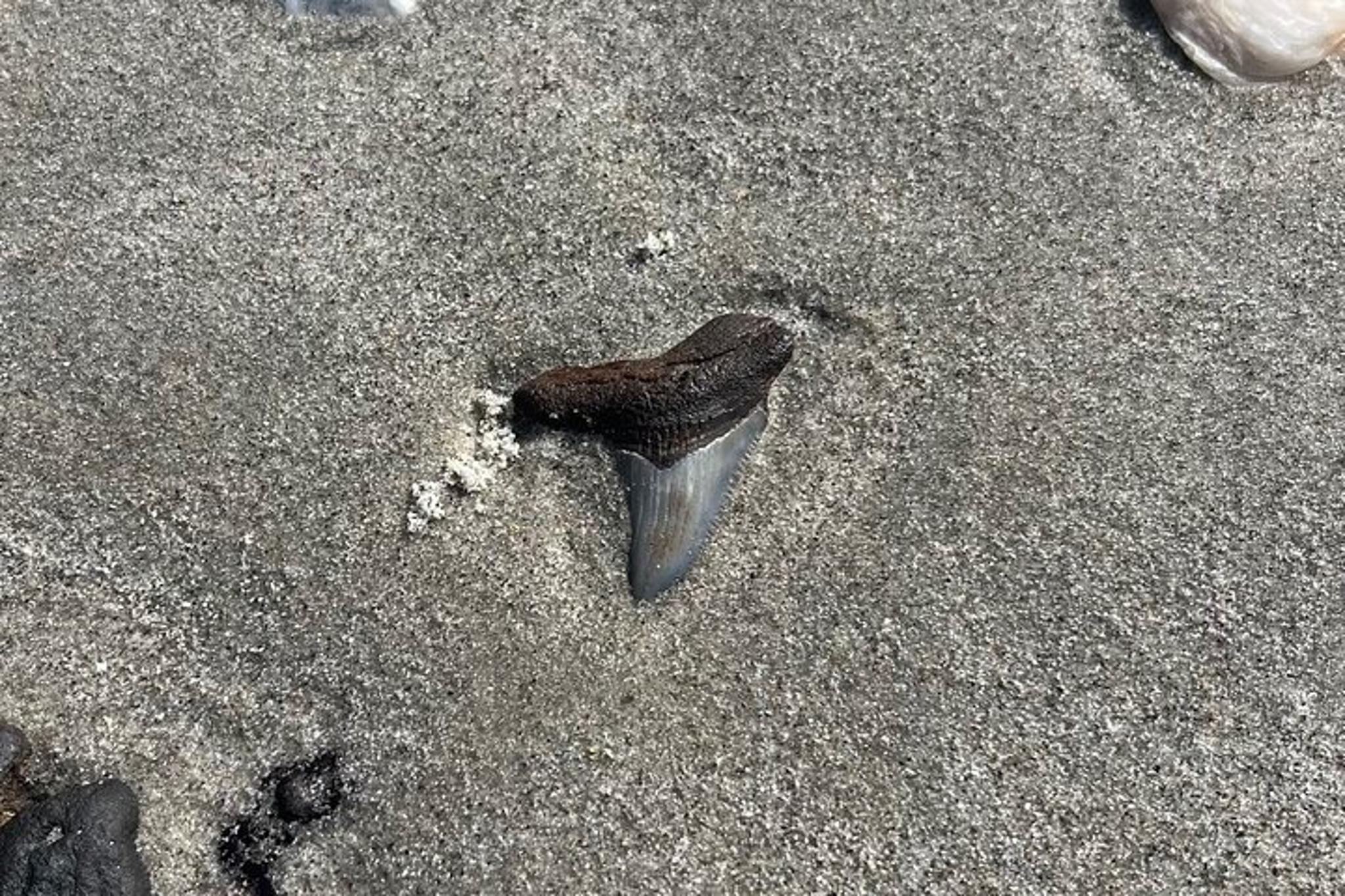 Charleston Fossil Excursion with Local Guide - Image 3