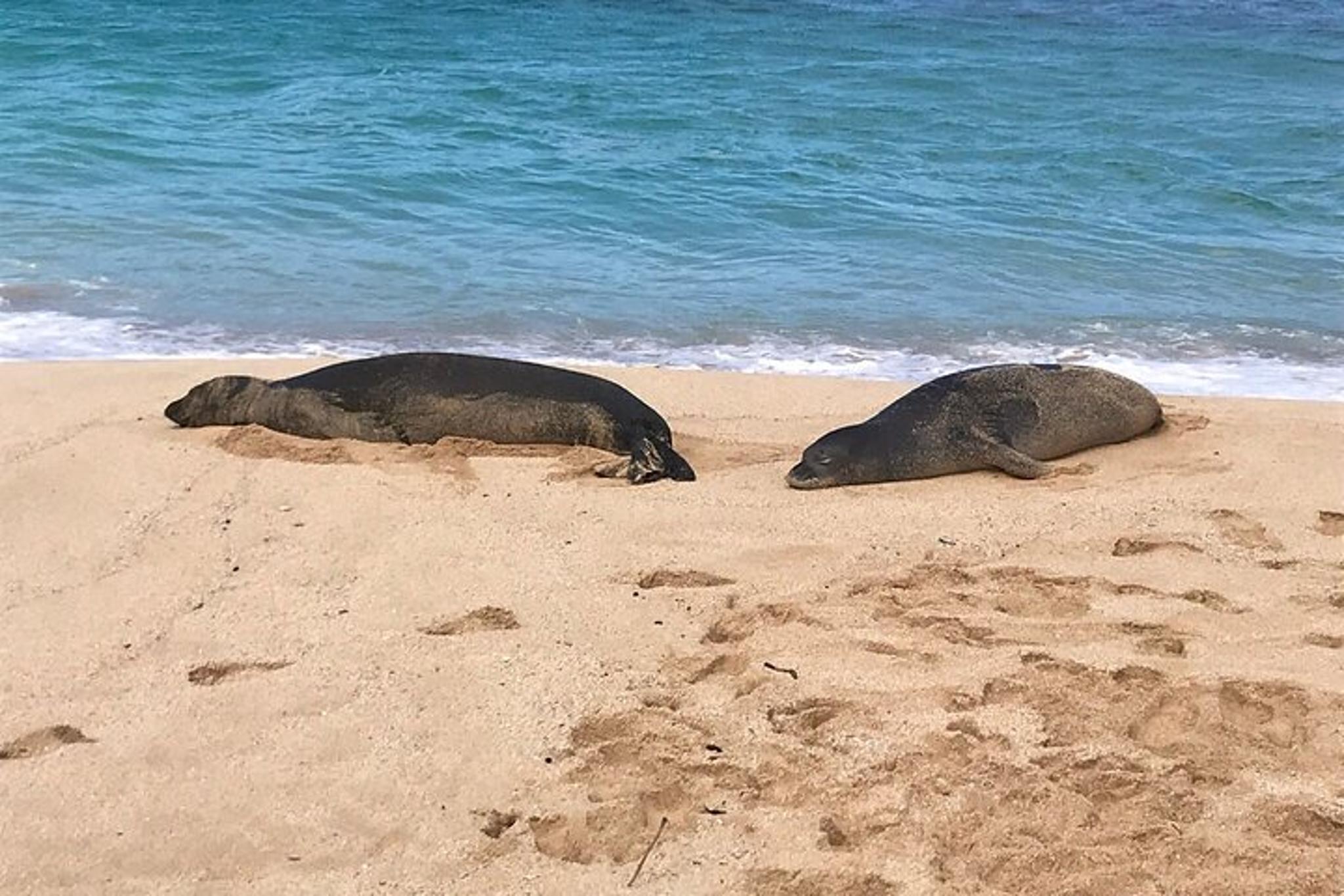 Oahu North Shore Eat & See Tour - Image 1