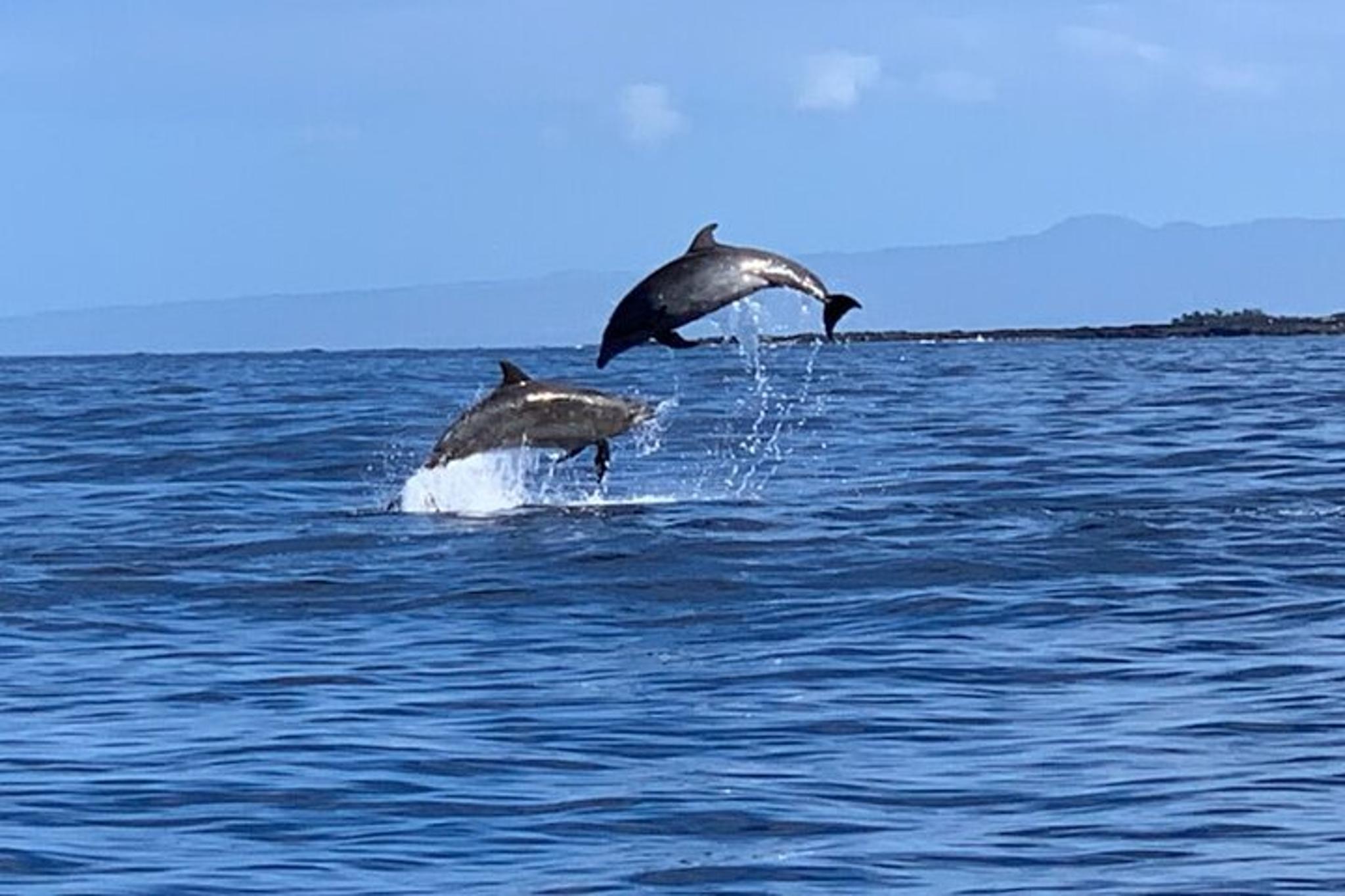 Kailua-Kona Dolphin Watch and Snorkel Tour - Image 1