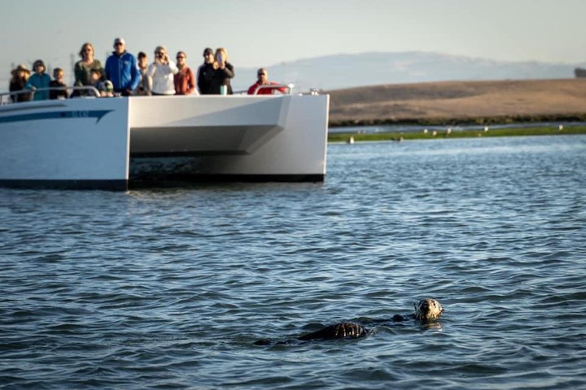 Monterey Wildlife Tour in Elkhorn Slough - Image 6