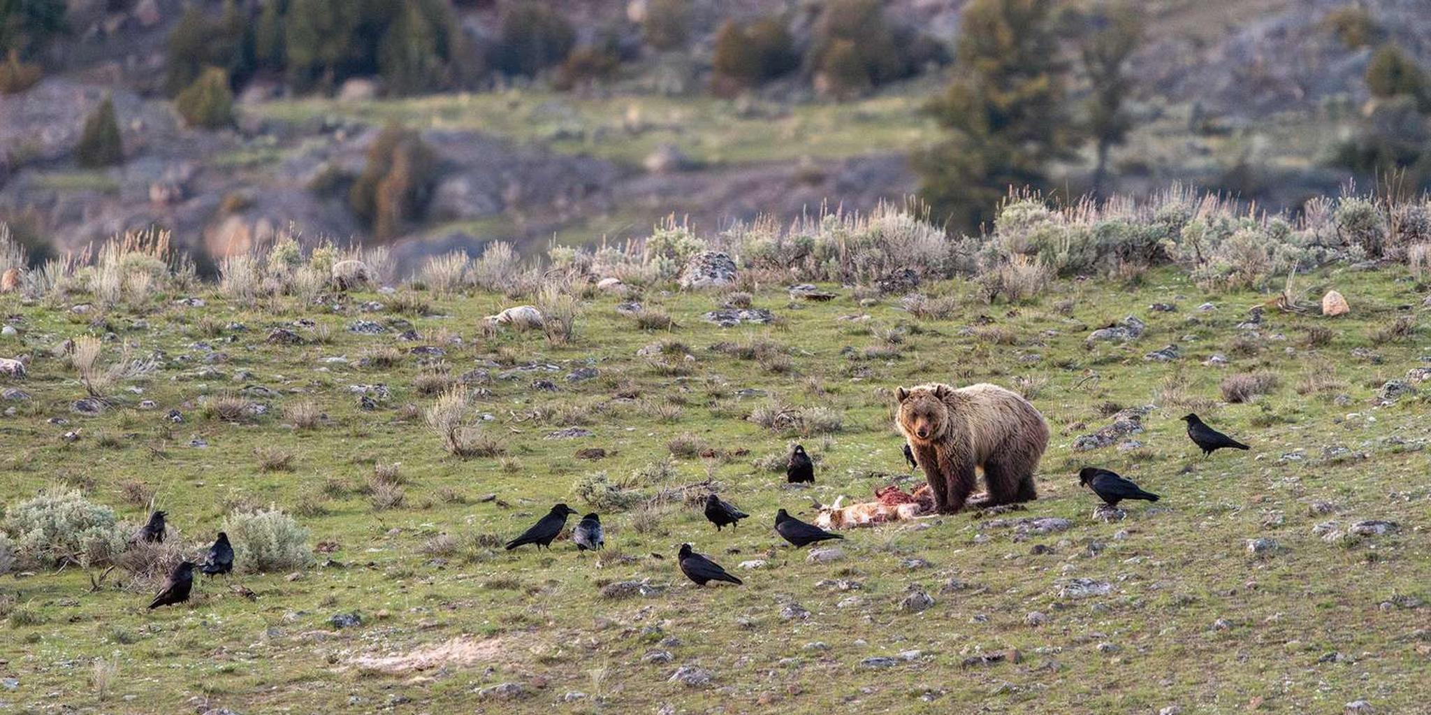 Yellowstone Wildlife Photography Tour 3 Days - Image 3