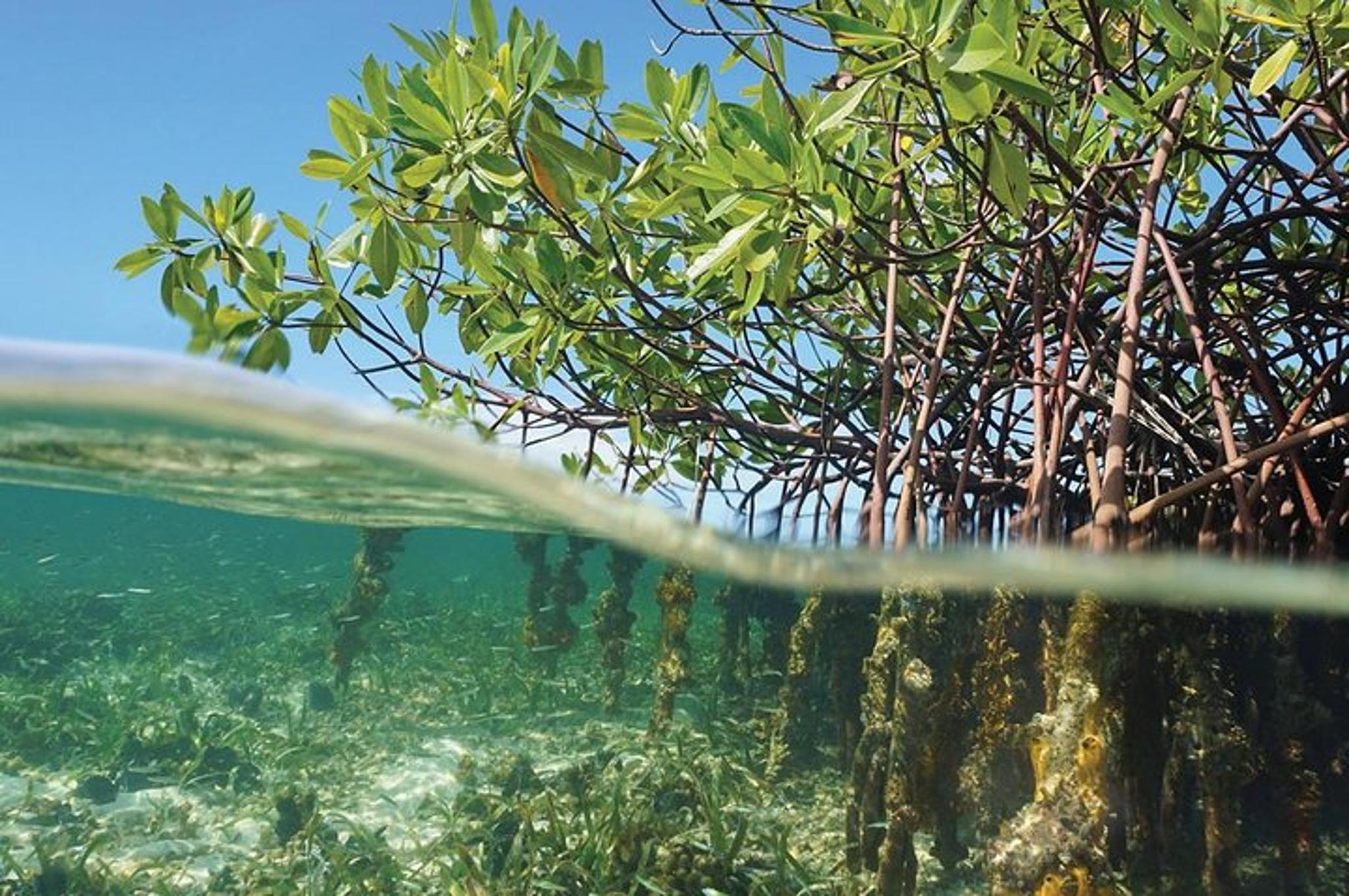 Key Largo Mangrove Eco-Tour 90 Min