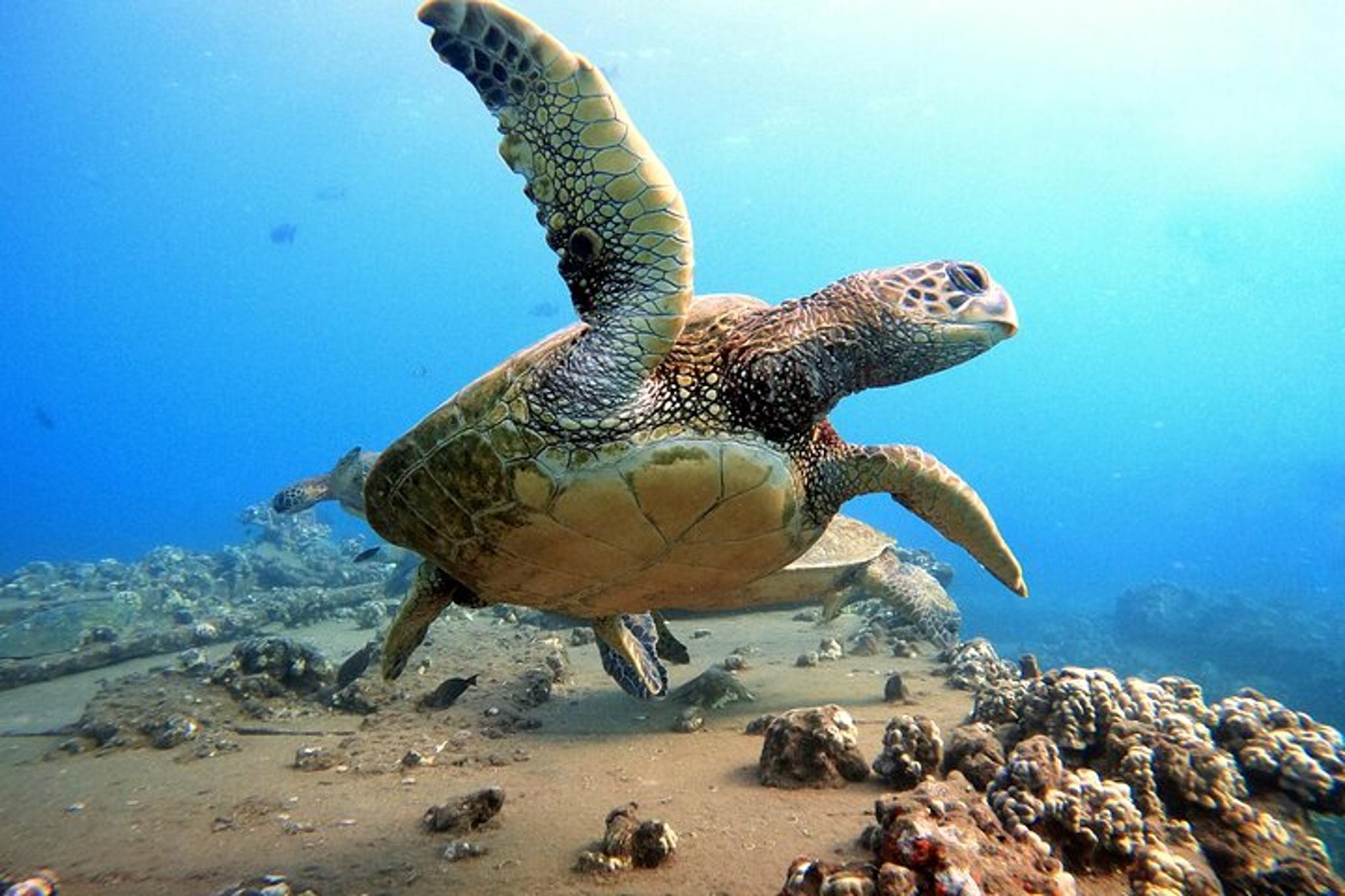 Maui Scuba Diving Adventure 1 hr - Image 3