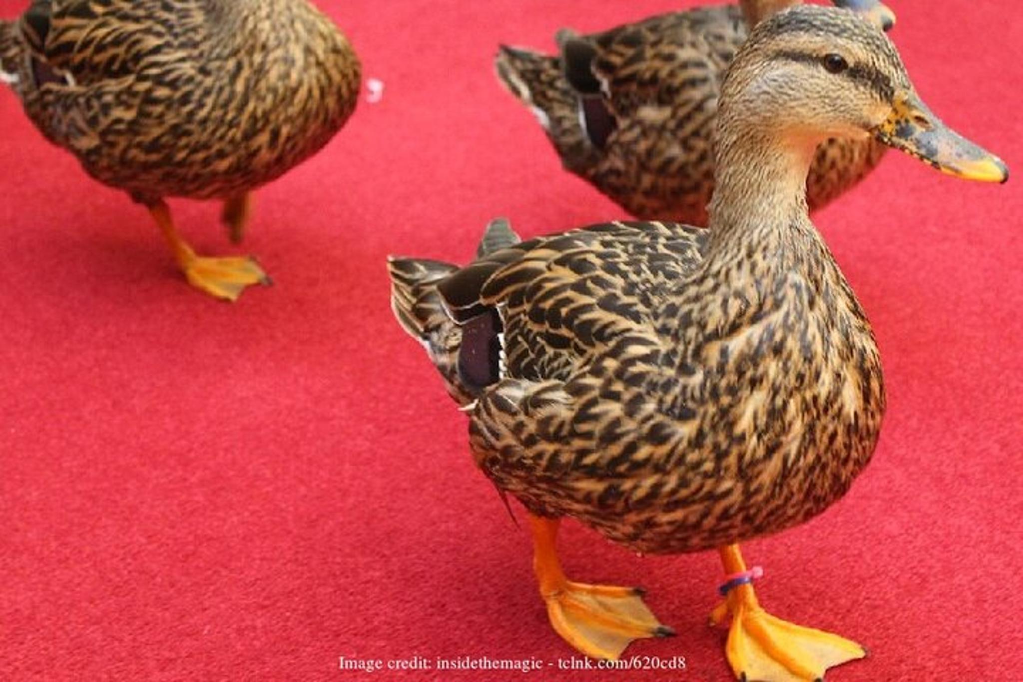 Memphis Elvis Presley Private Tour - Image 3