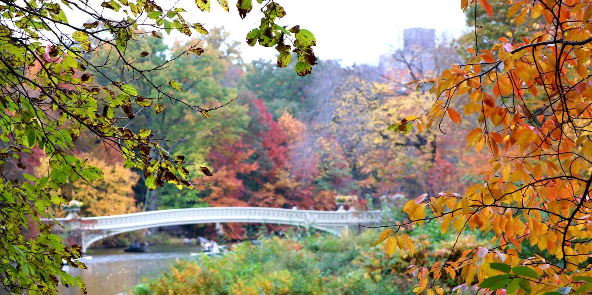 New York City Central Park Pedicab Tour - Image 3