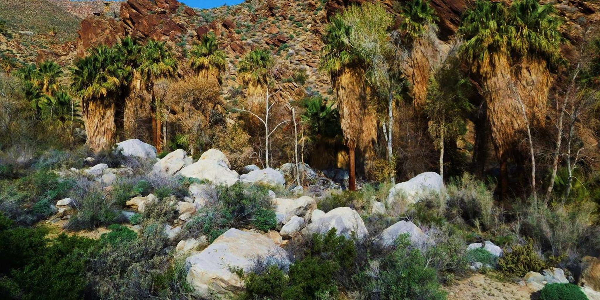 Palm Springs Indian Canyons Jeep and Hiking Tour - Image 5