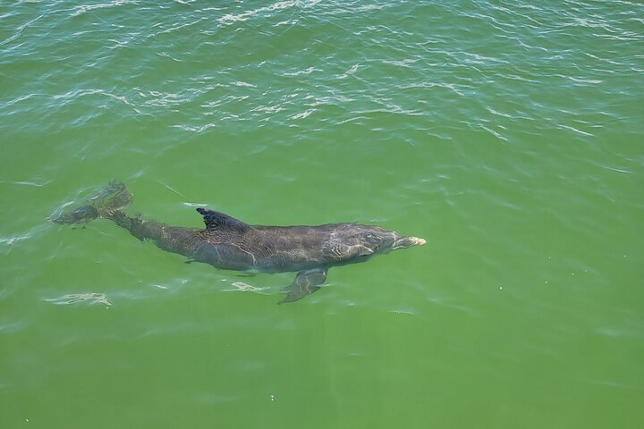 Fort Myers Beach Dolphin & Sightseeing Tour - Image 5