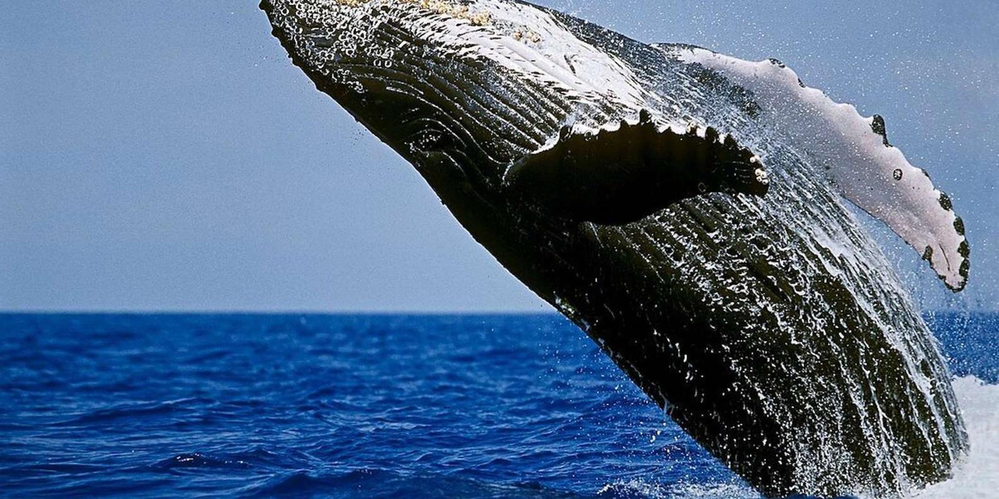 Big Island Whale Watching Tour