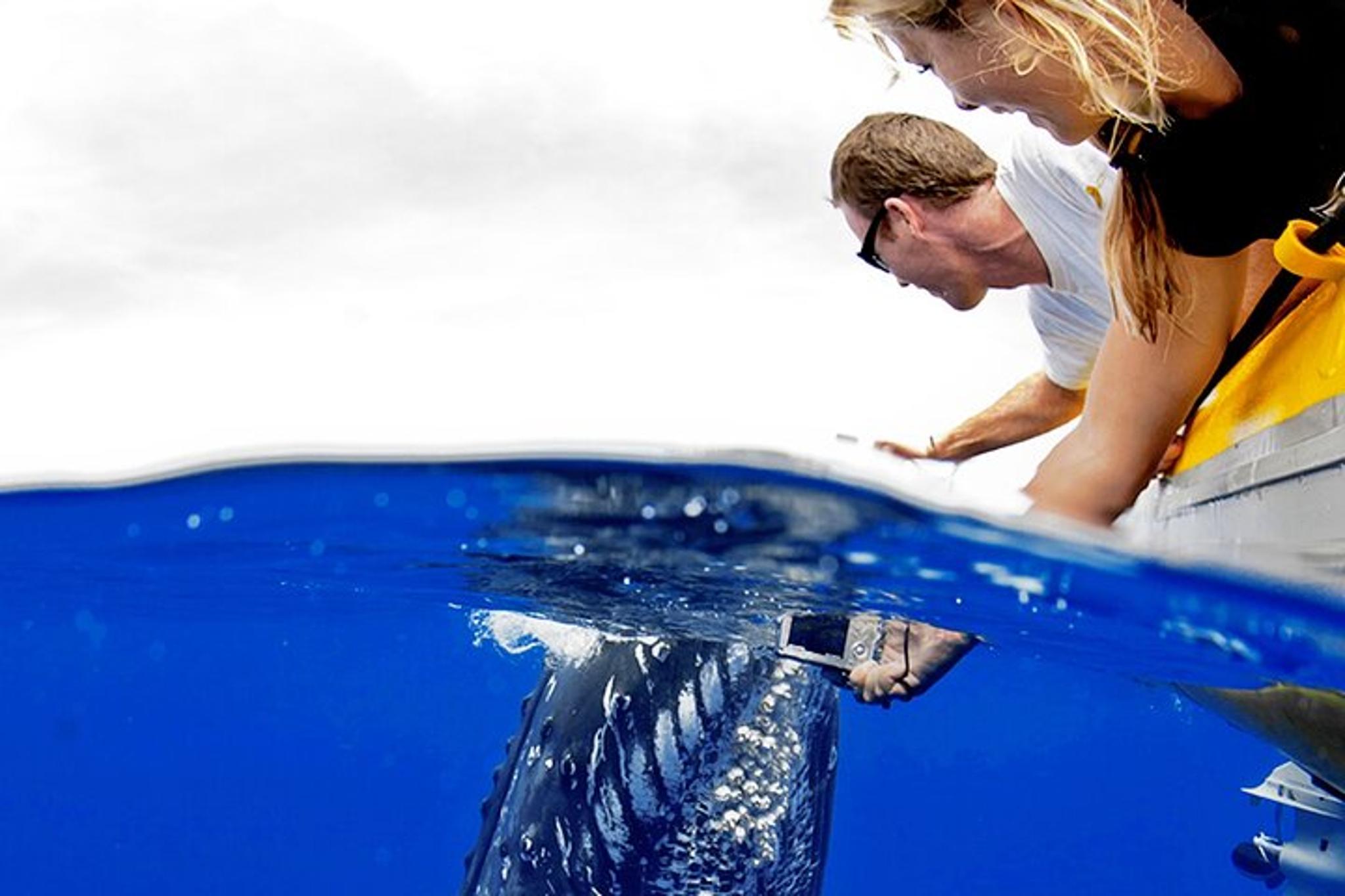 Maui Whale Watch Adventure Aboard Super Raft 105 min
