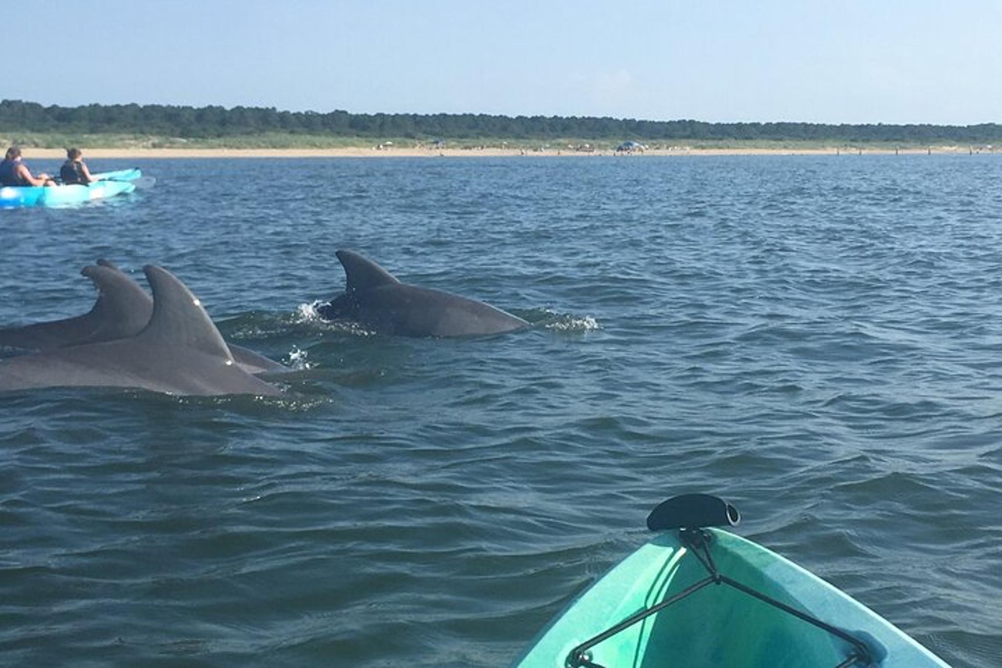 Virginia Beach Dolphin Kayak Eco-Tour