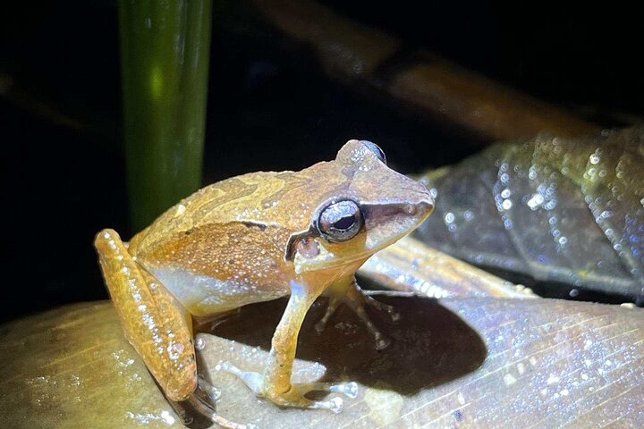Ecuador Birding Photo Tour Andes to Amazon 10 Days - Image 2