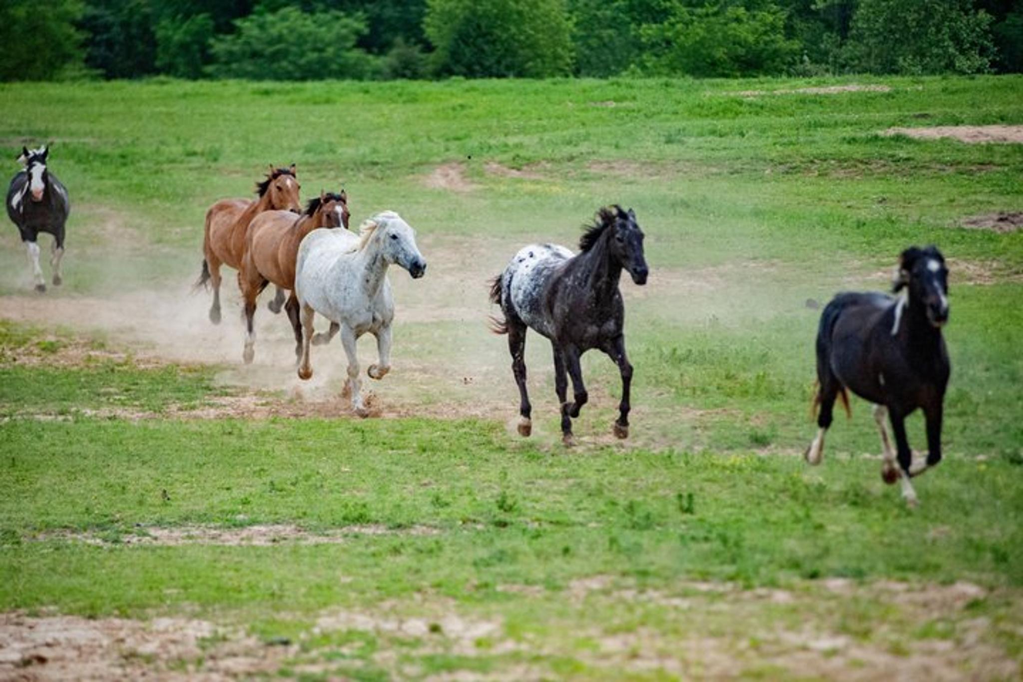Memphis Horseback Trail Ride 1 Hour - Image 6
