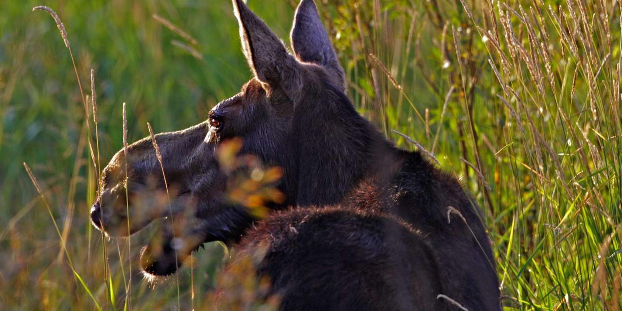 Grand Teton National Park Sunset Wildlife Safari - Image 6